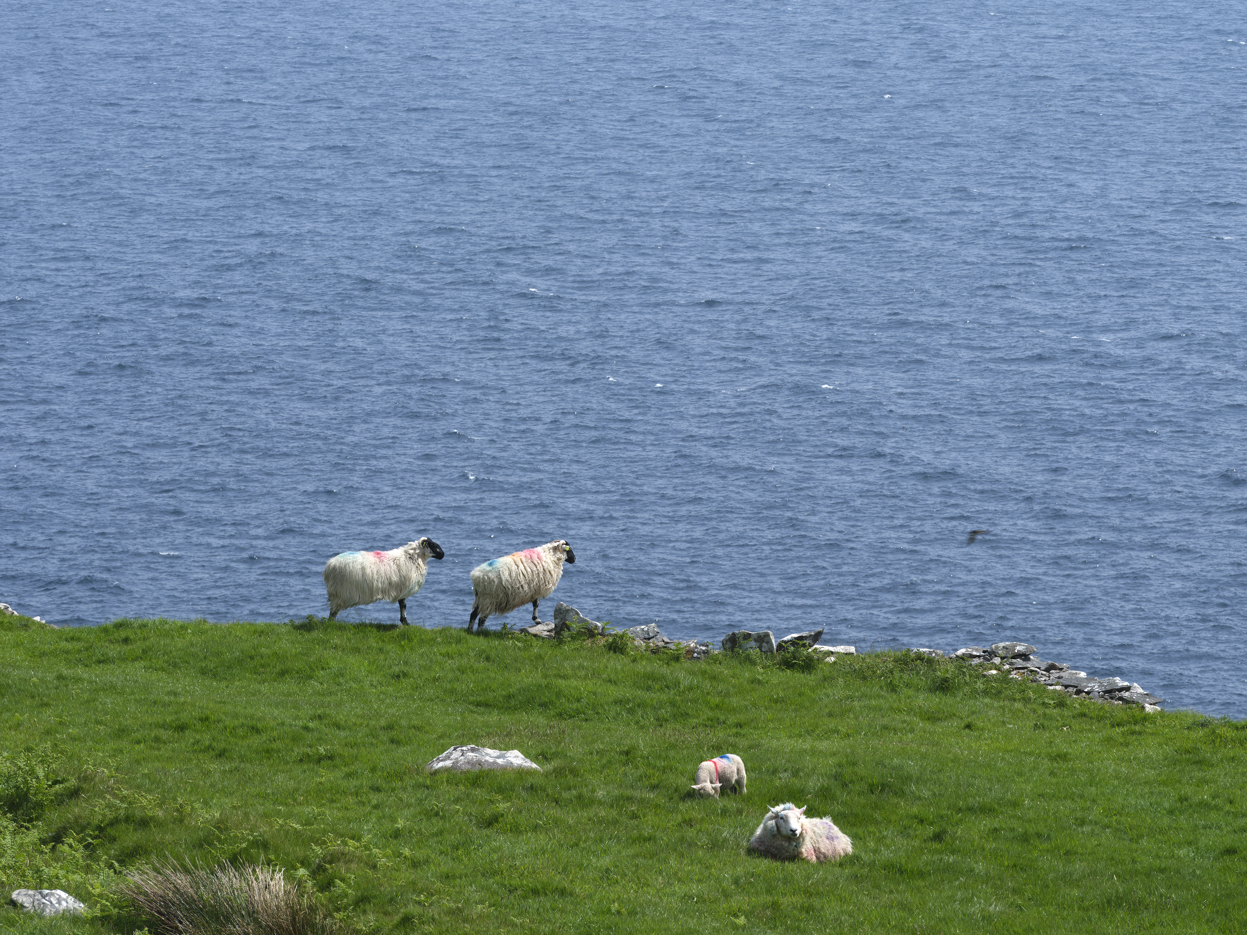 Auch die Schafe in ...