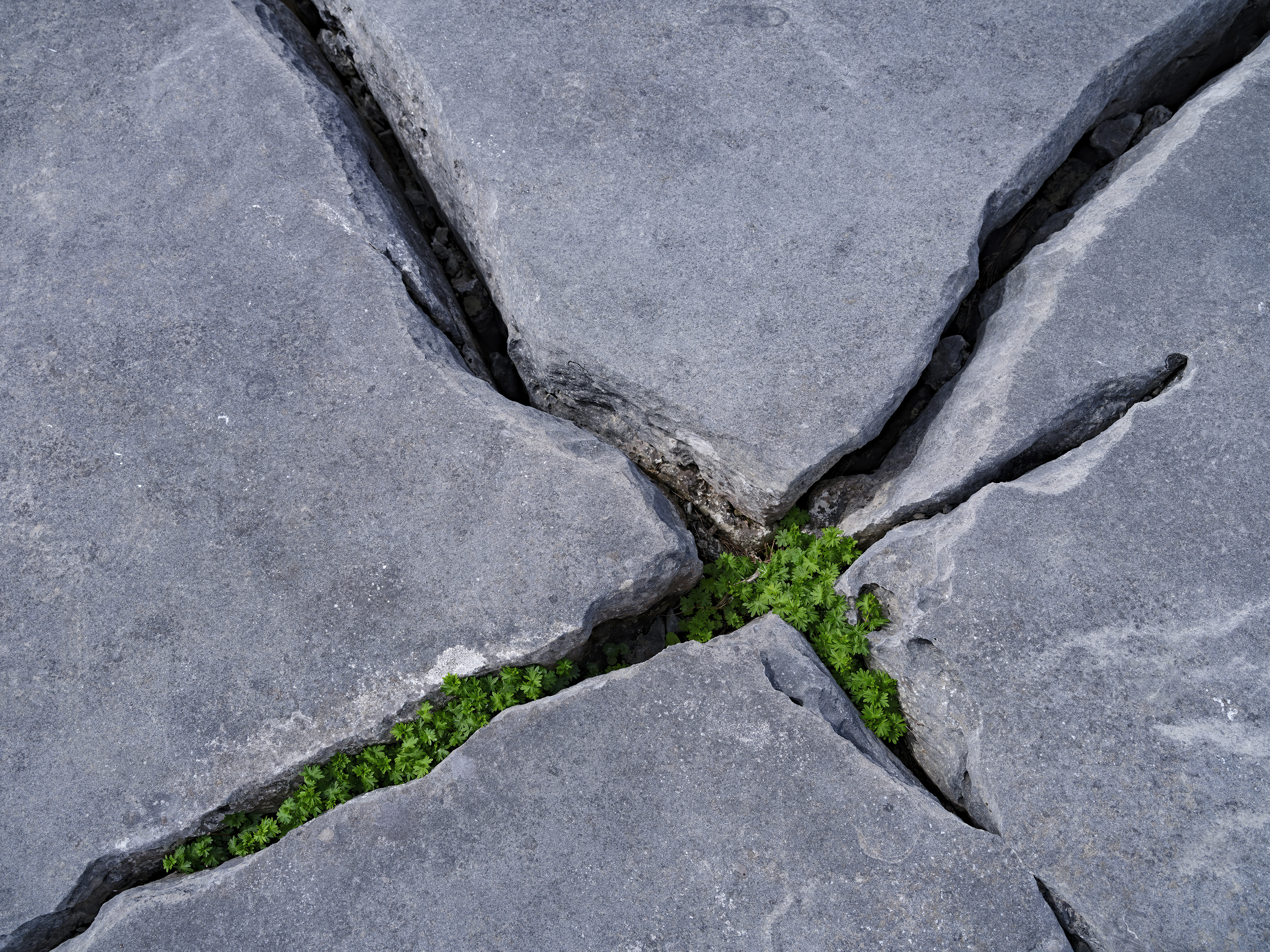 Im Schutze der Spalten ...