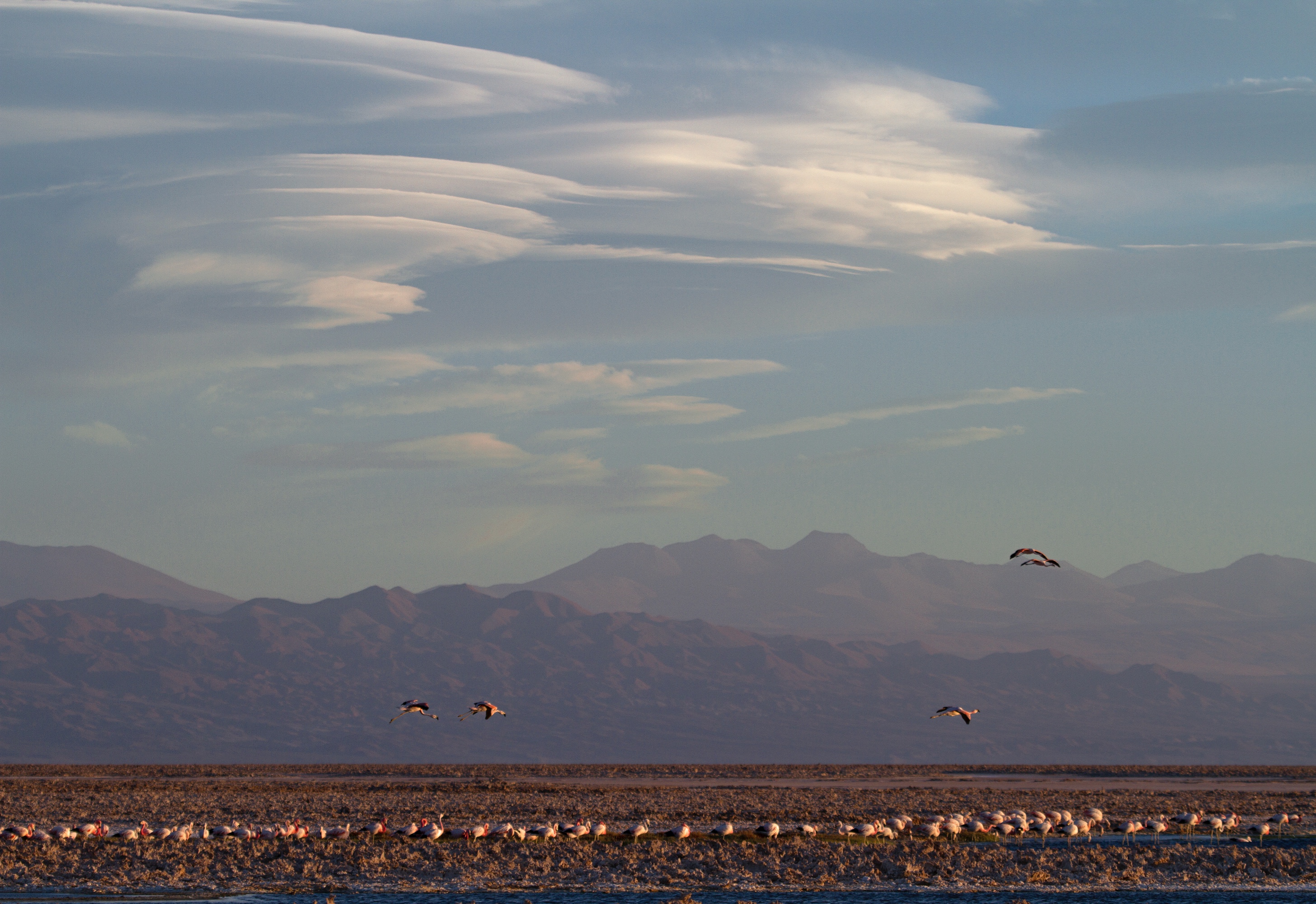 Flamingo Schlafplatz Laguna Barroso Negros, Chile