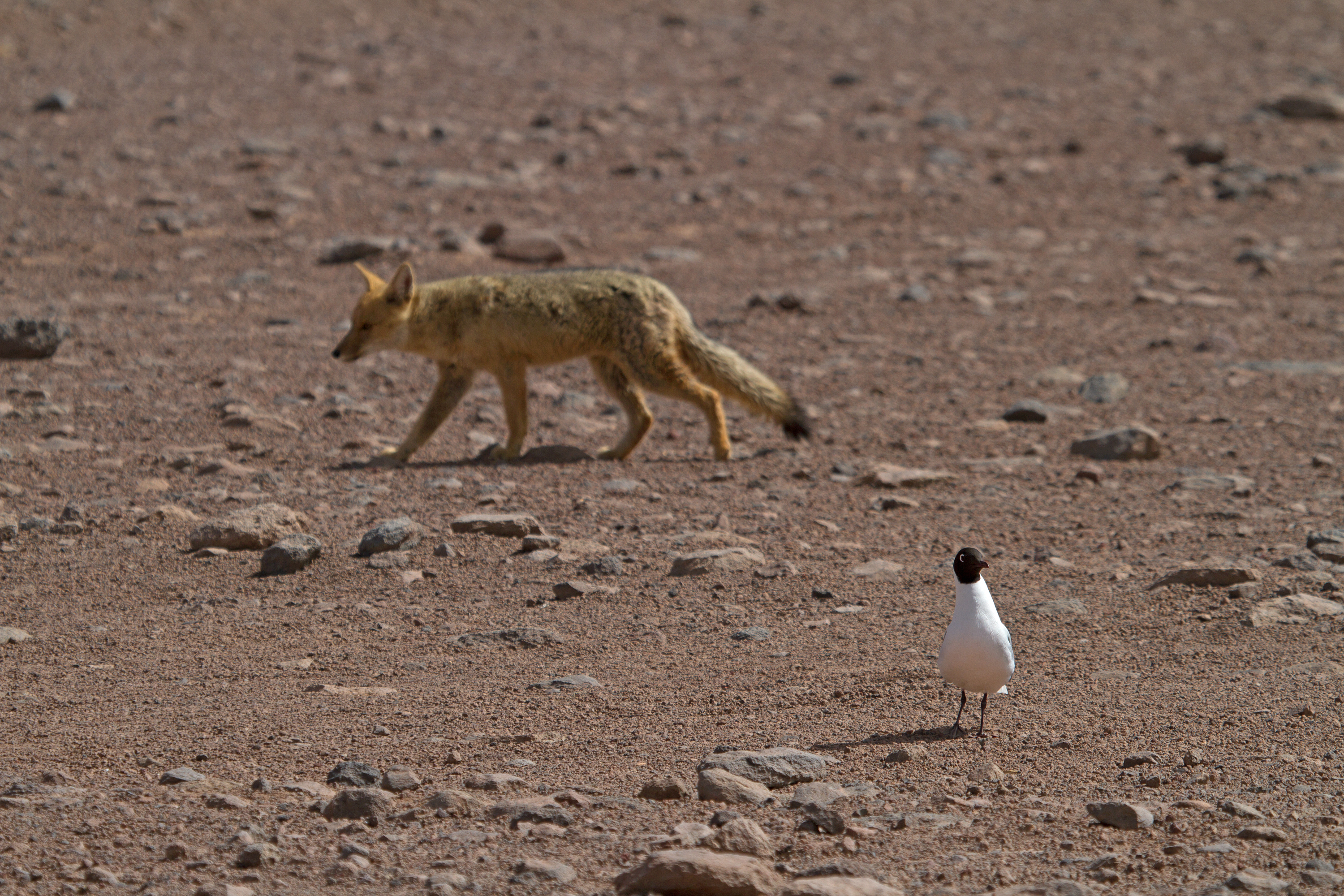 Andenfuchs und Möwe