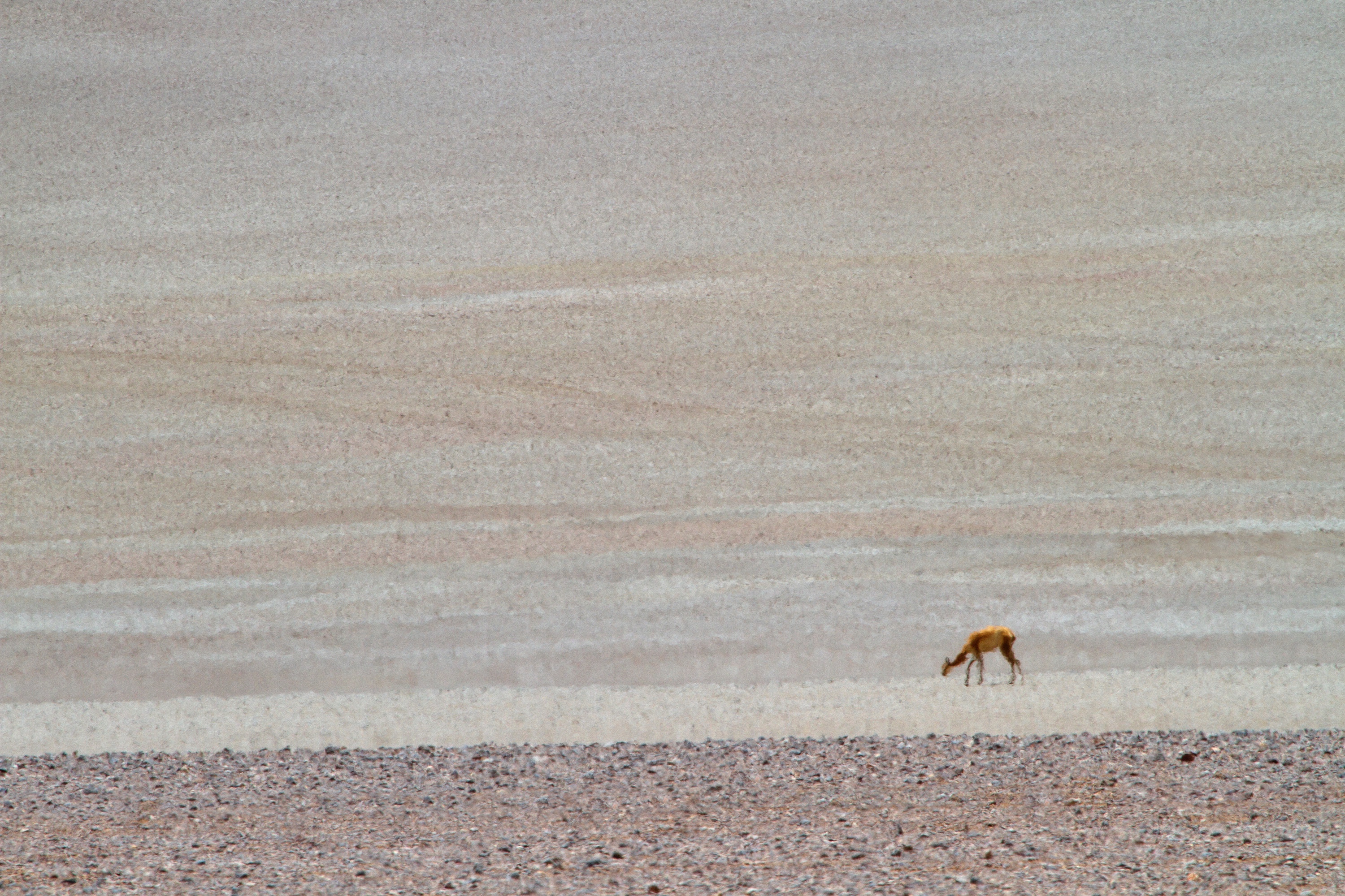 Vicuña im Desierto Salvador Dalí, Bolivien