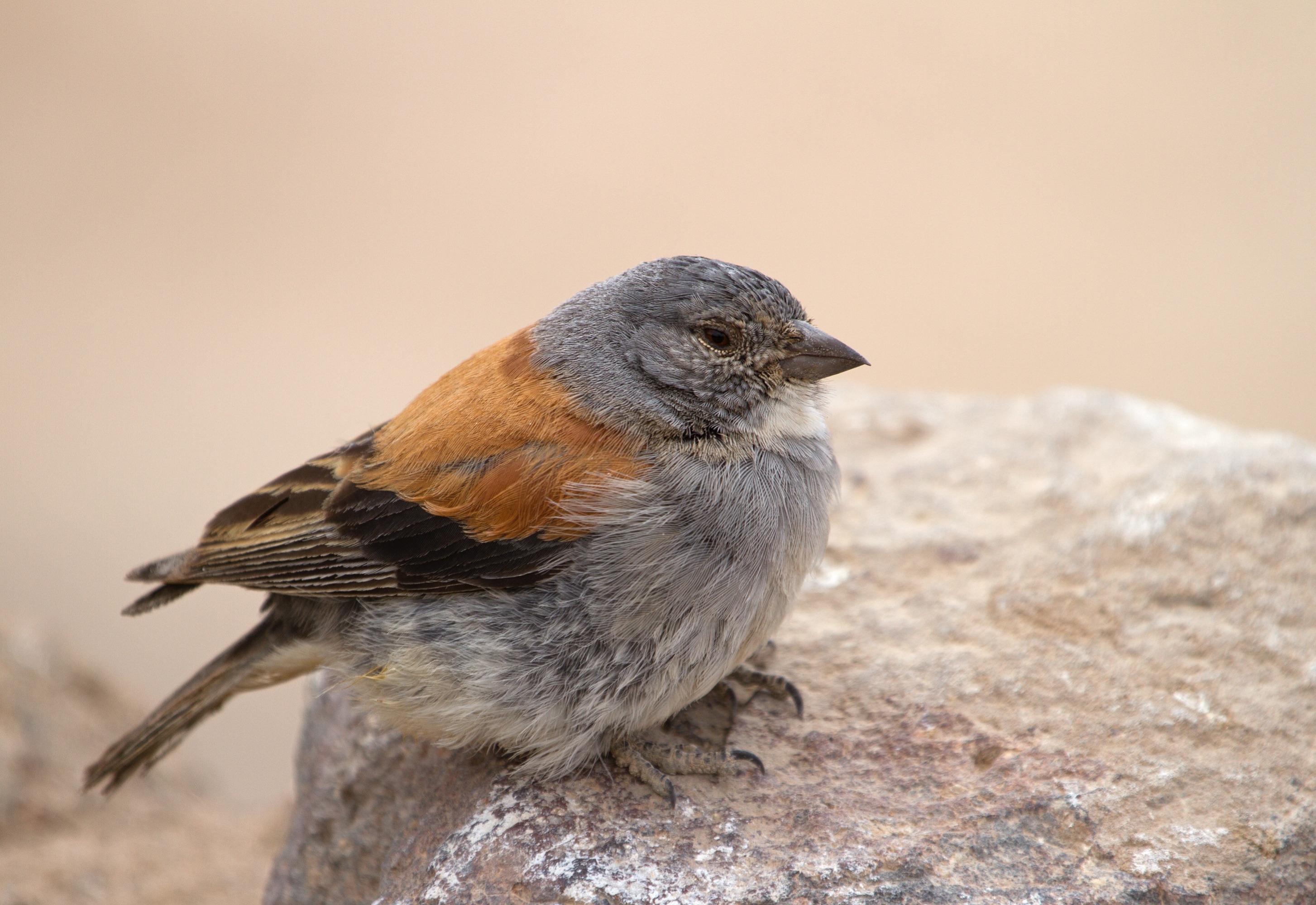 Den Sperling findet man auch auf 4.500 m Höhe in Bolivien