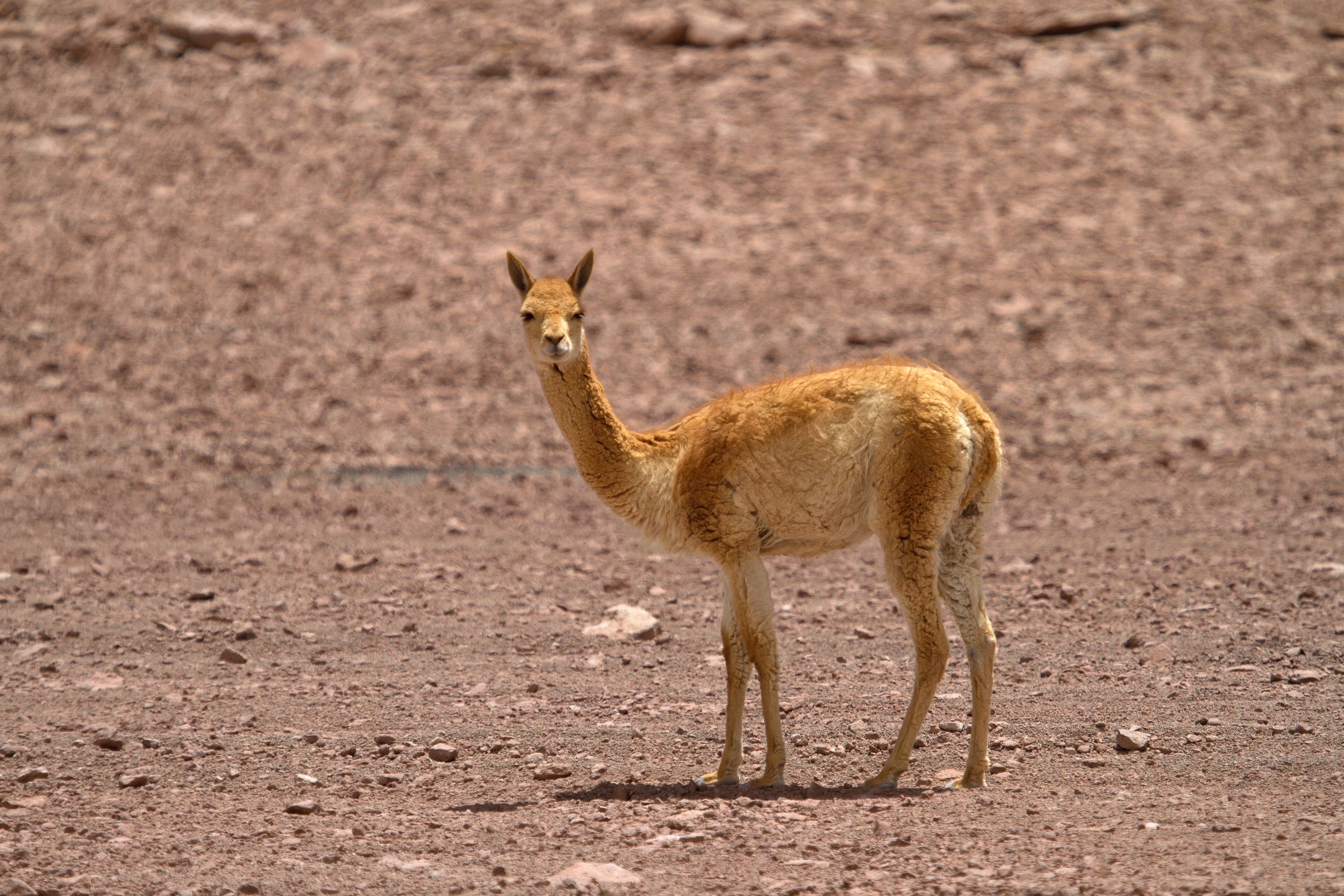 Vicuña