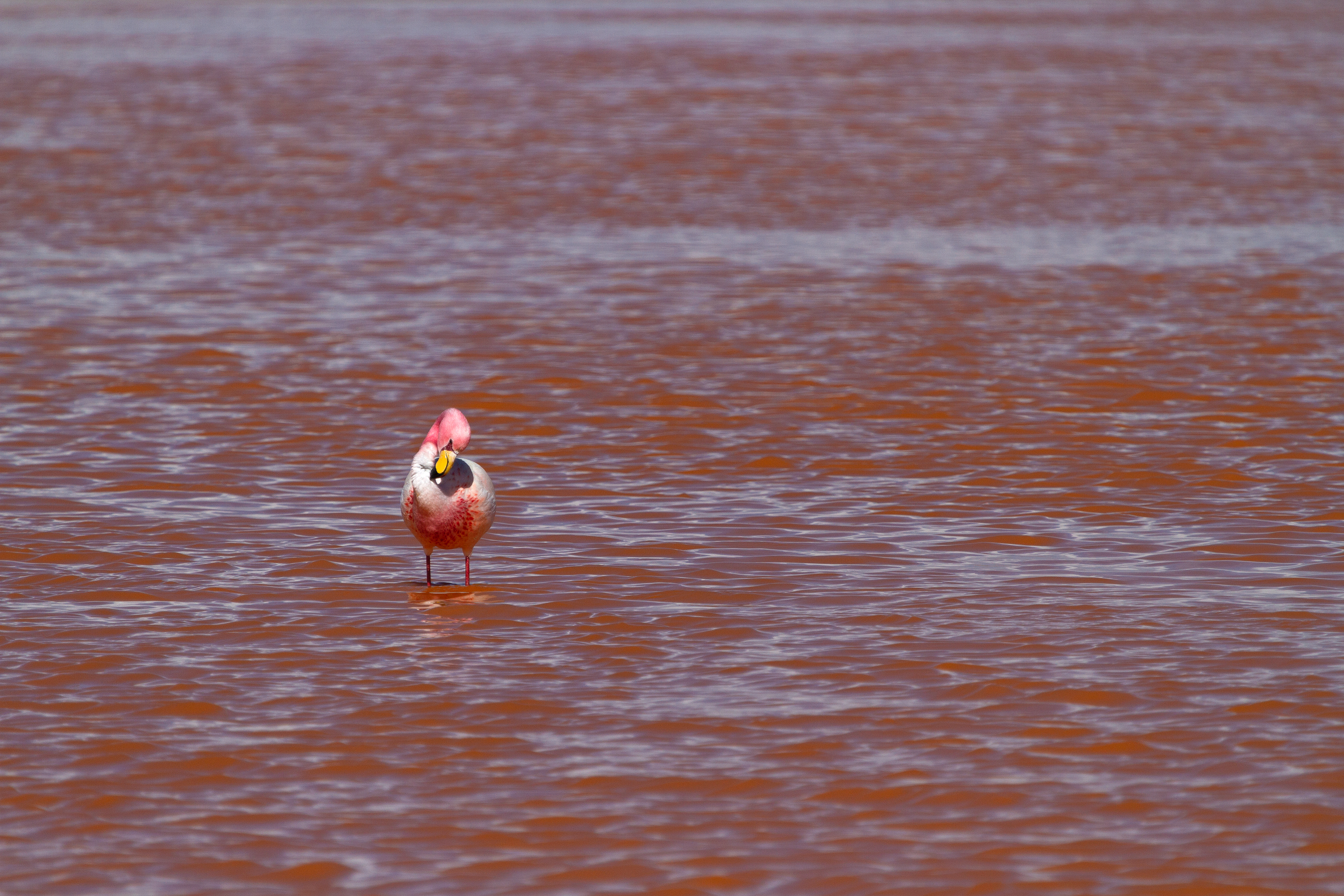 Flamingo in der Laguna Colorada