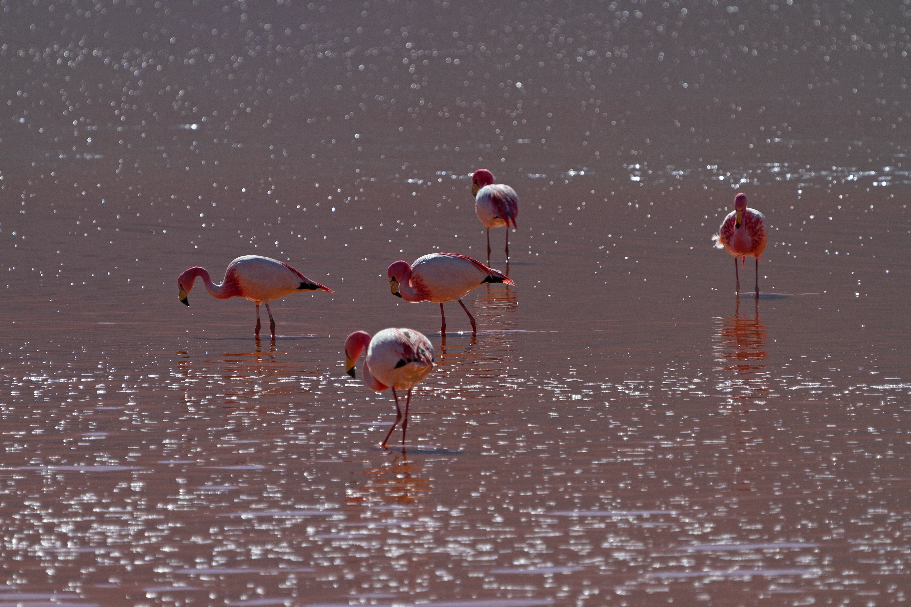 Flamingos in der Laguna Colorada, Bolivien