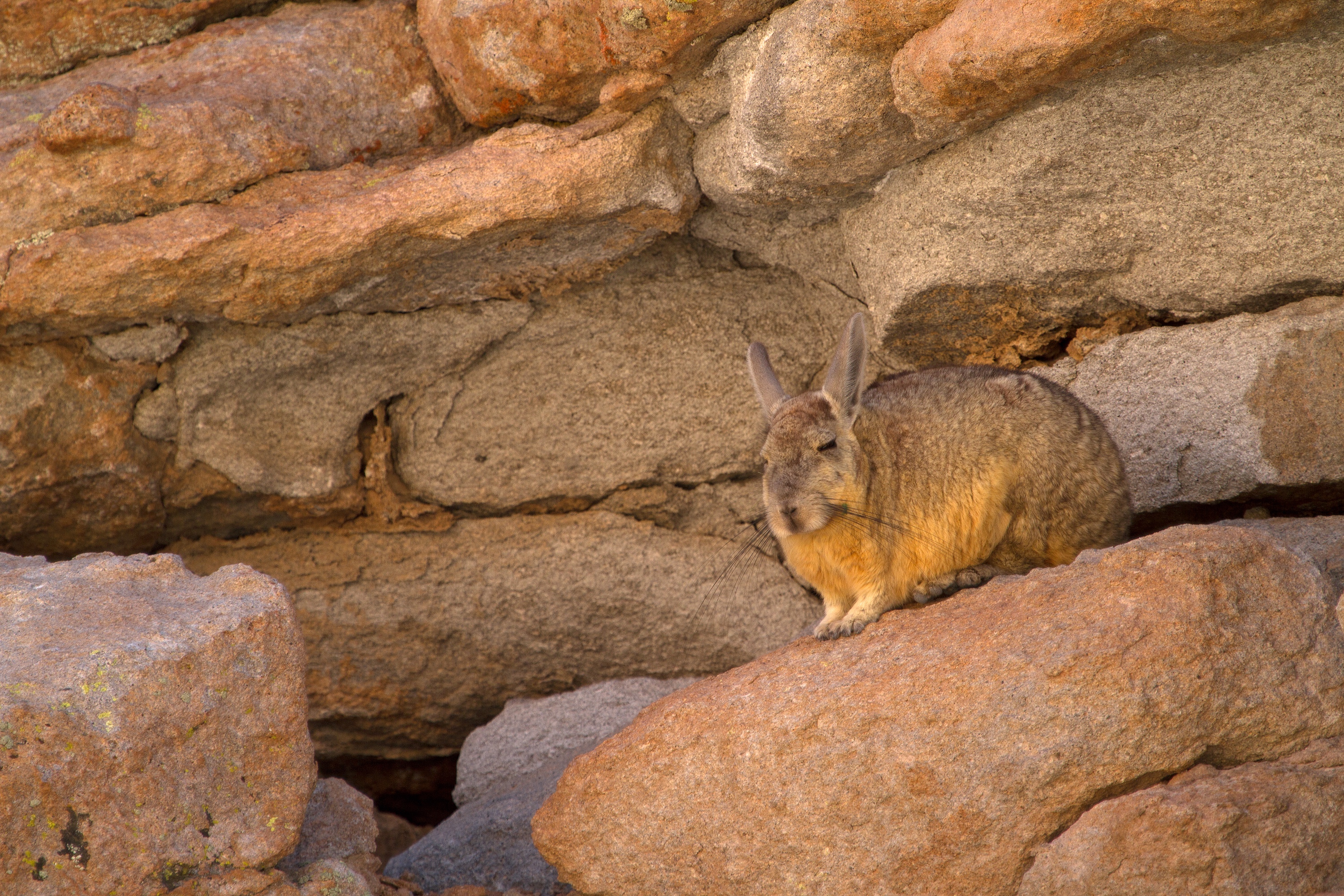 Viscacha
