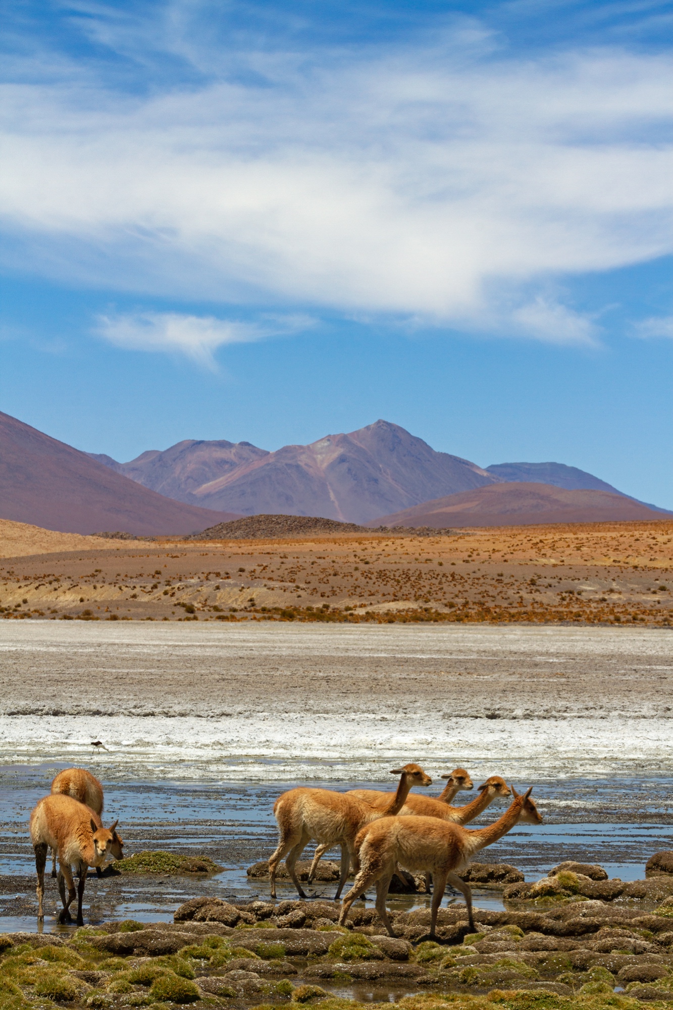 Vicuñas auf dem Altiplano, Bolivien