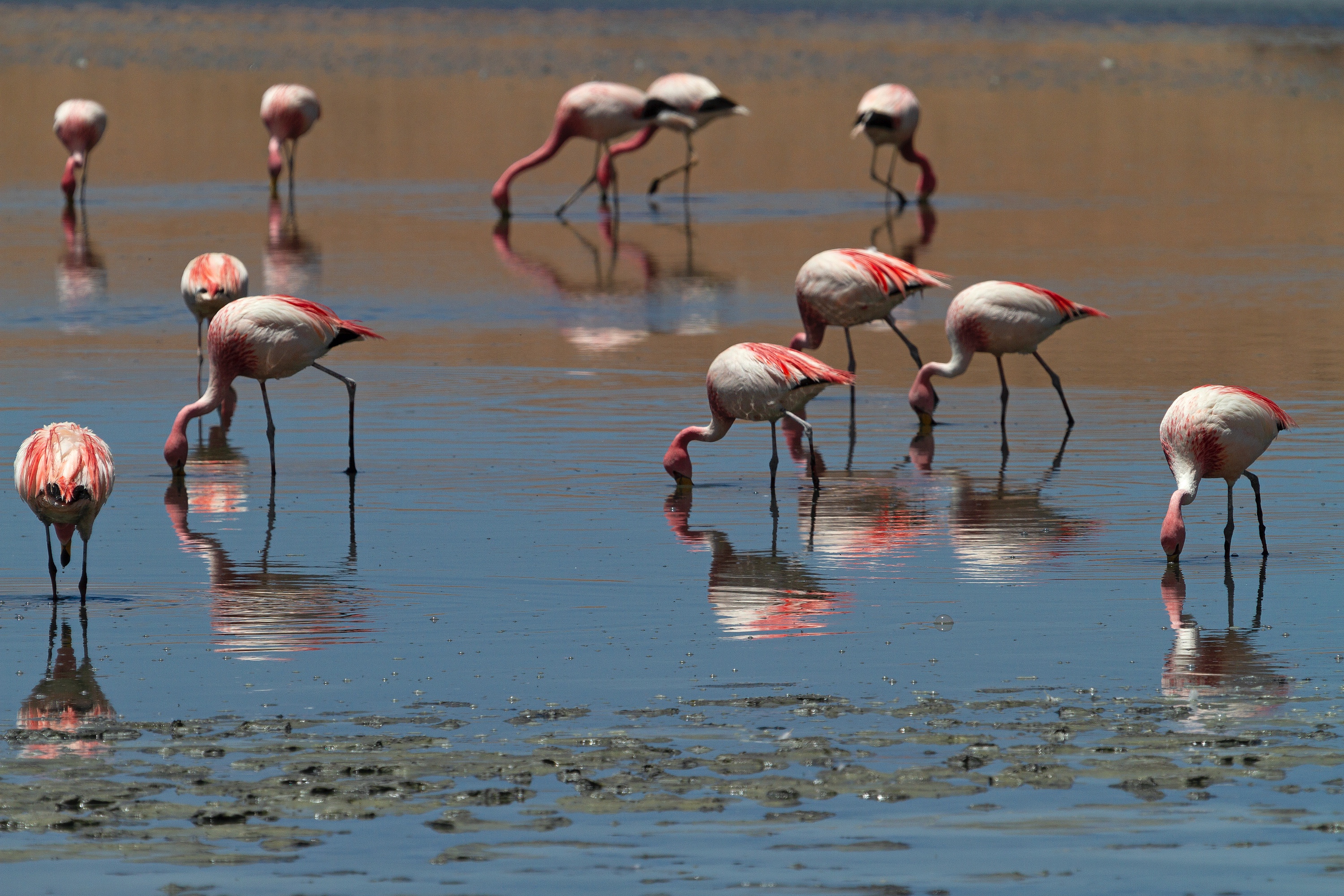 Flamingos