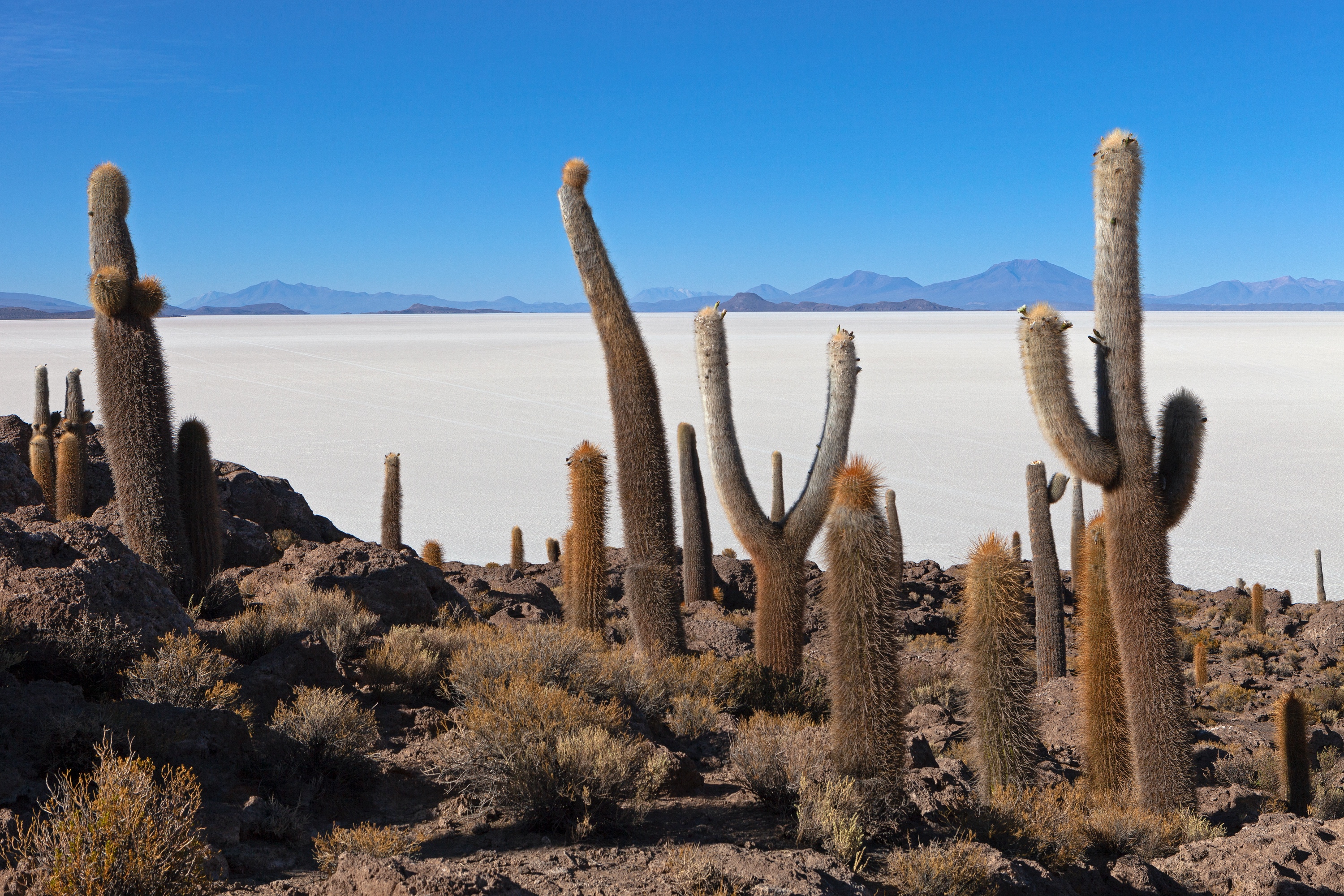 Kakteeninsel im Salzsee Salar de Uyuni, Bolivien