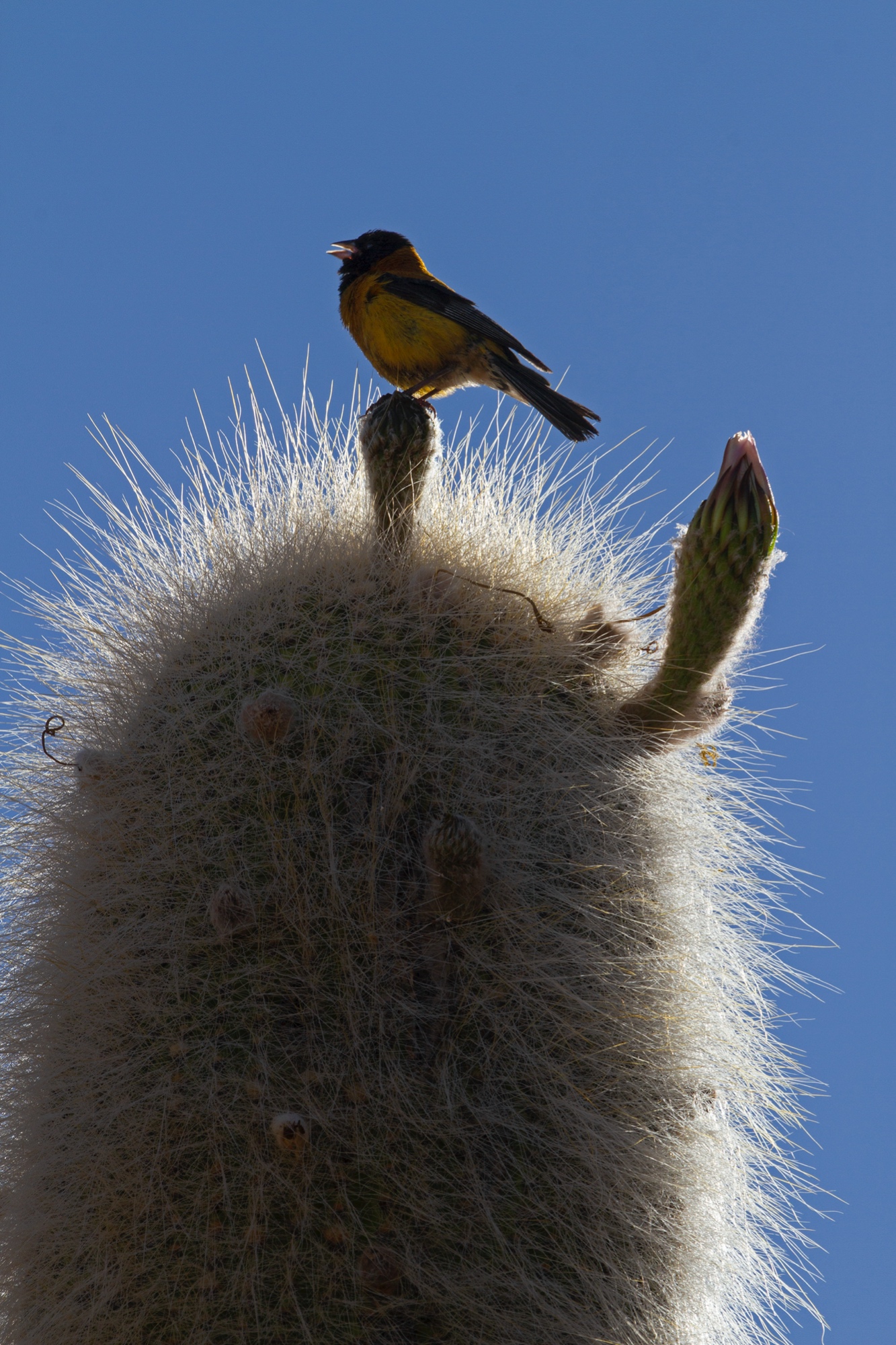 Stacheliger Landeplatz