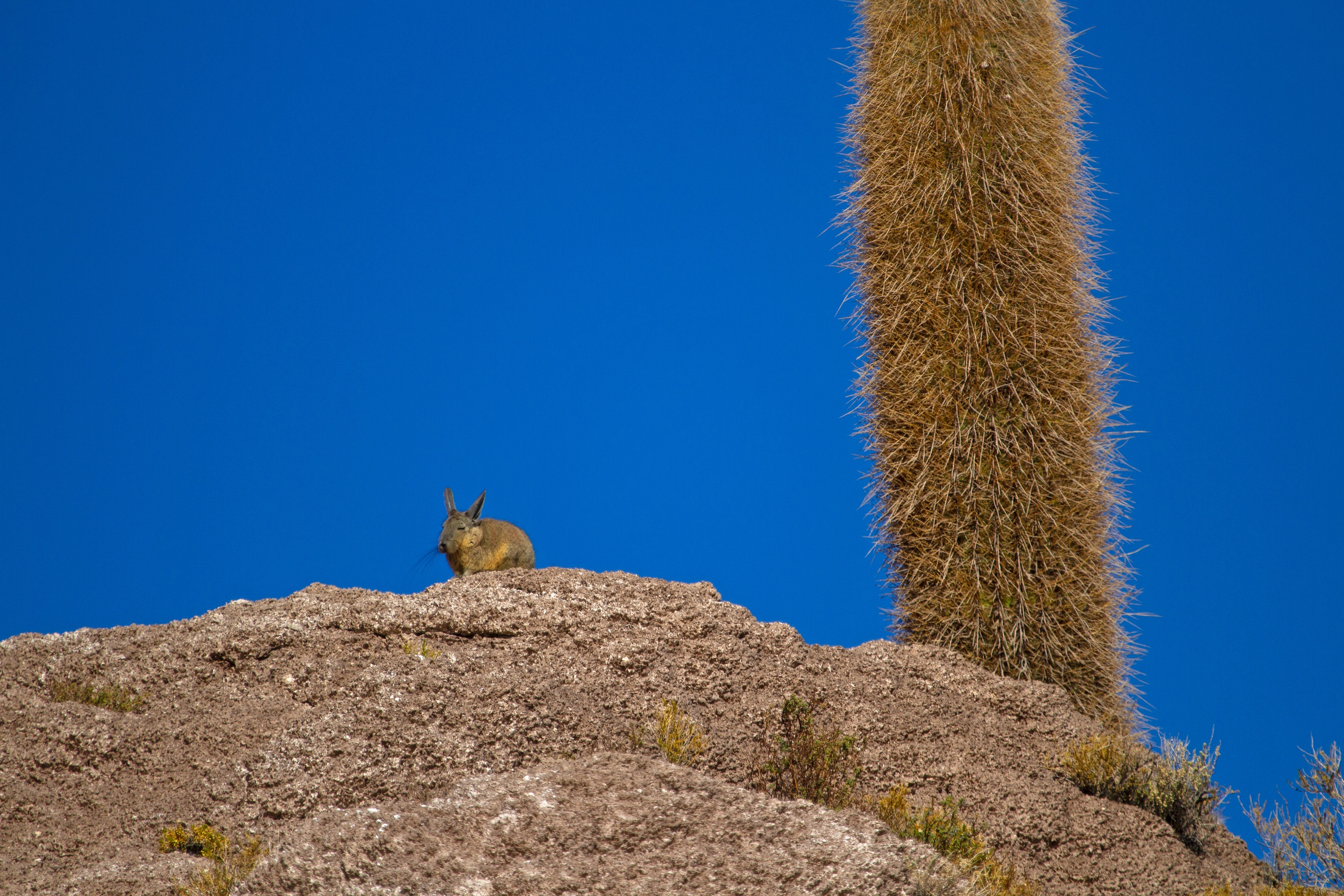 Viscacha auf Kakteeninsel im Salar de Uyuni
