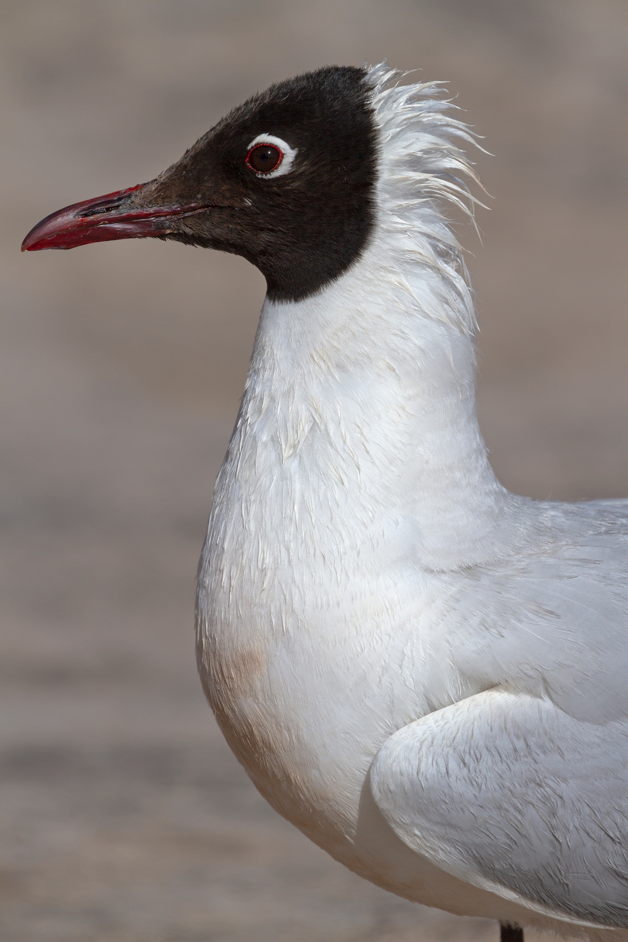 Andenmöwe auf über 4.000 m Höhe