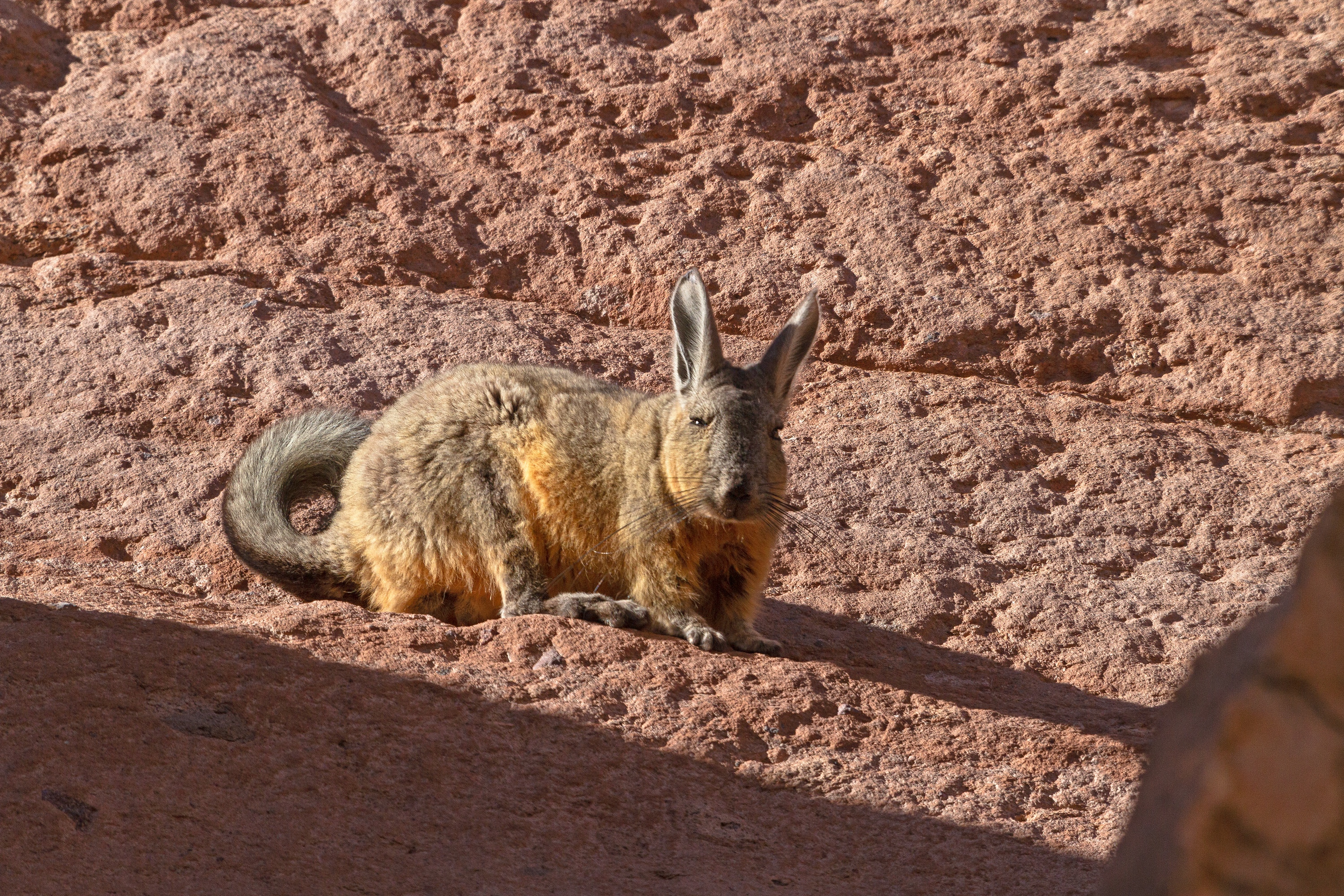 Viscacha