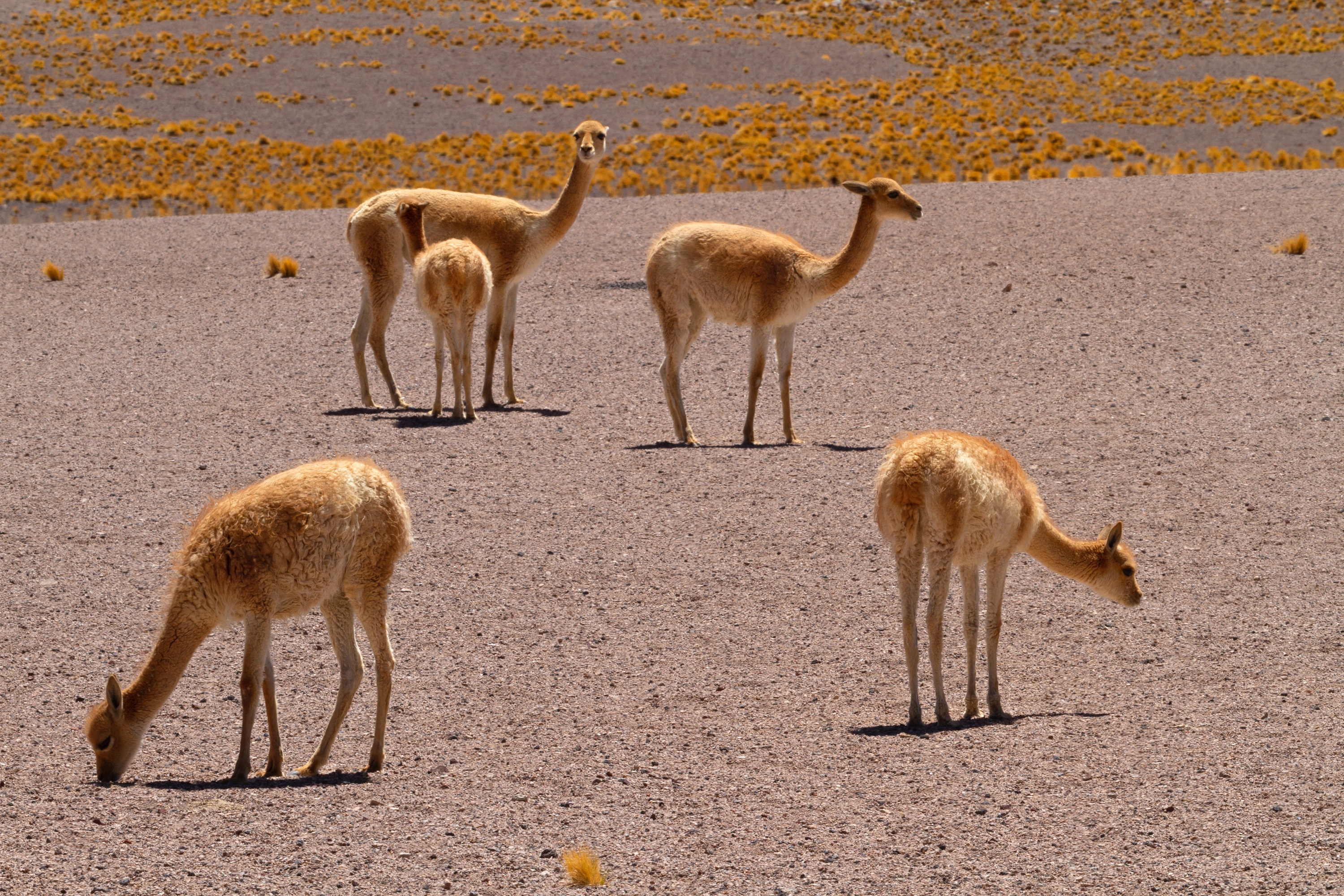 Gruppe Vicunas