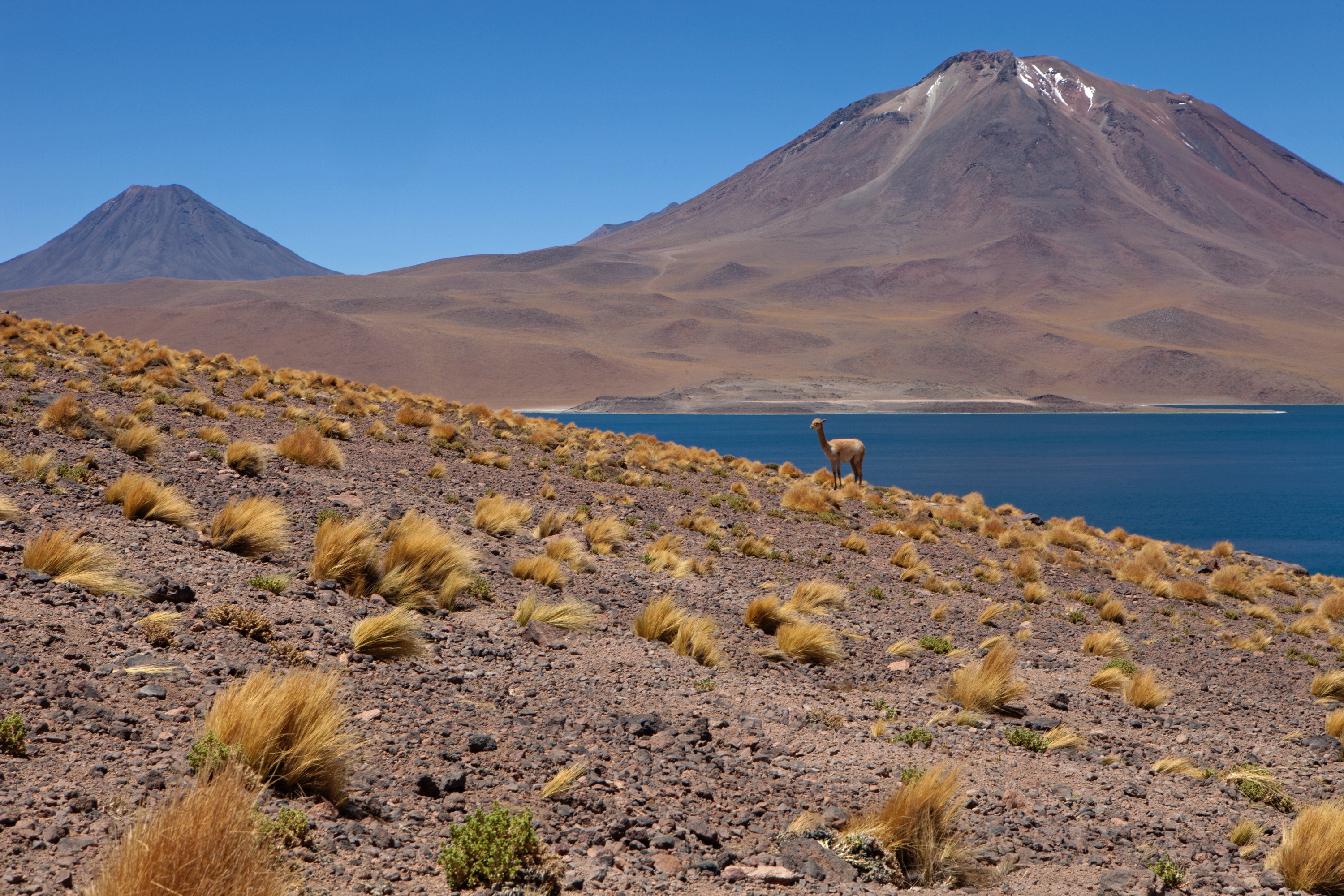 Laguna Miscanti (Höhe 4140 m) mit Vulkan Miscanti (5622 m)