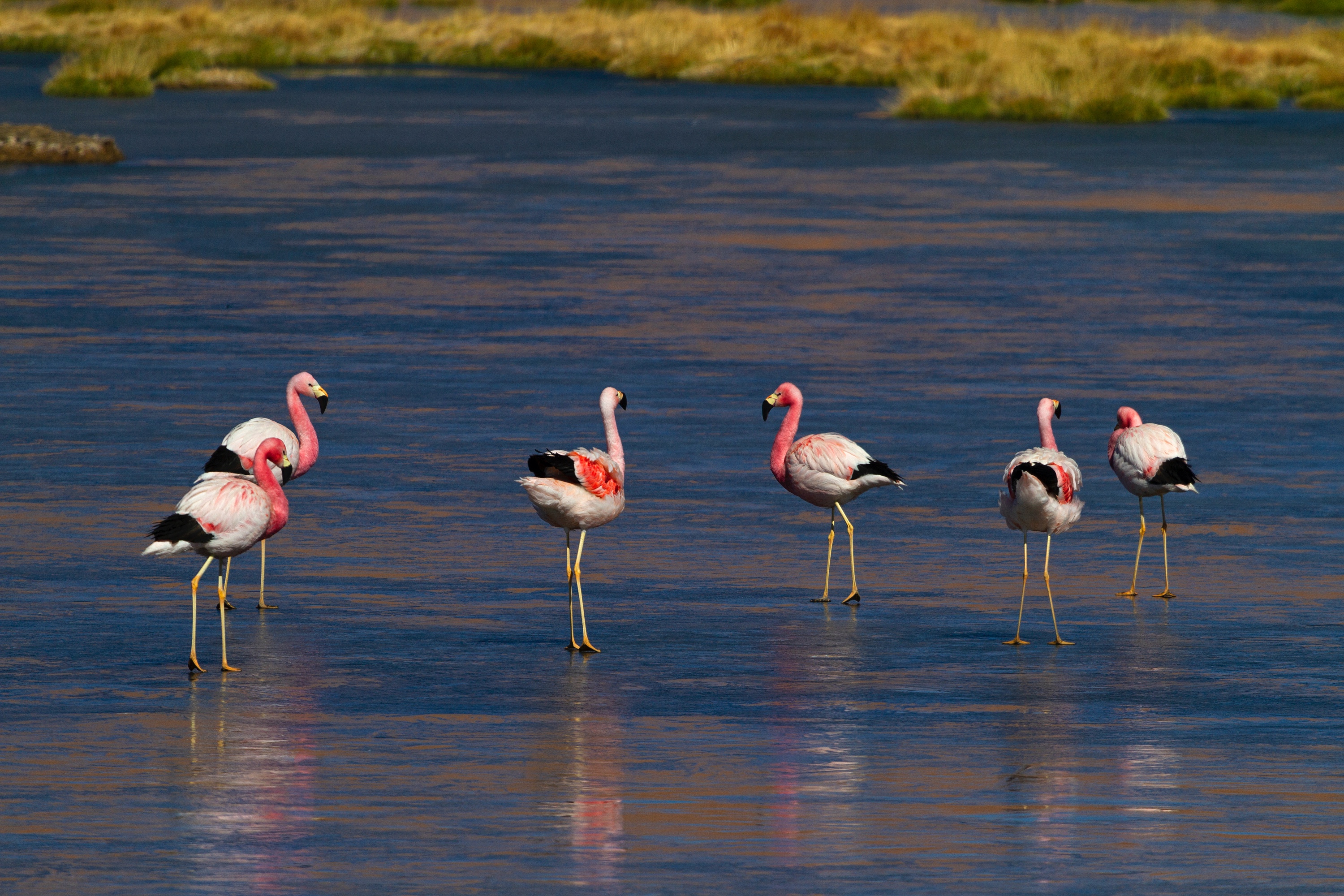 Zugefrorene Lagune auf dem Altiplano