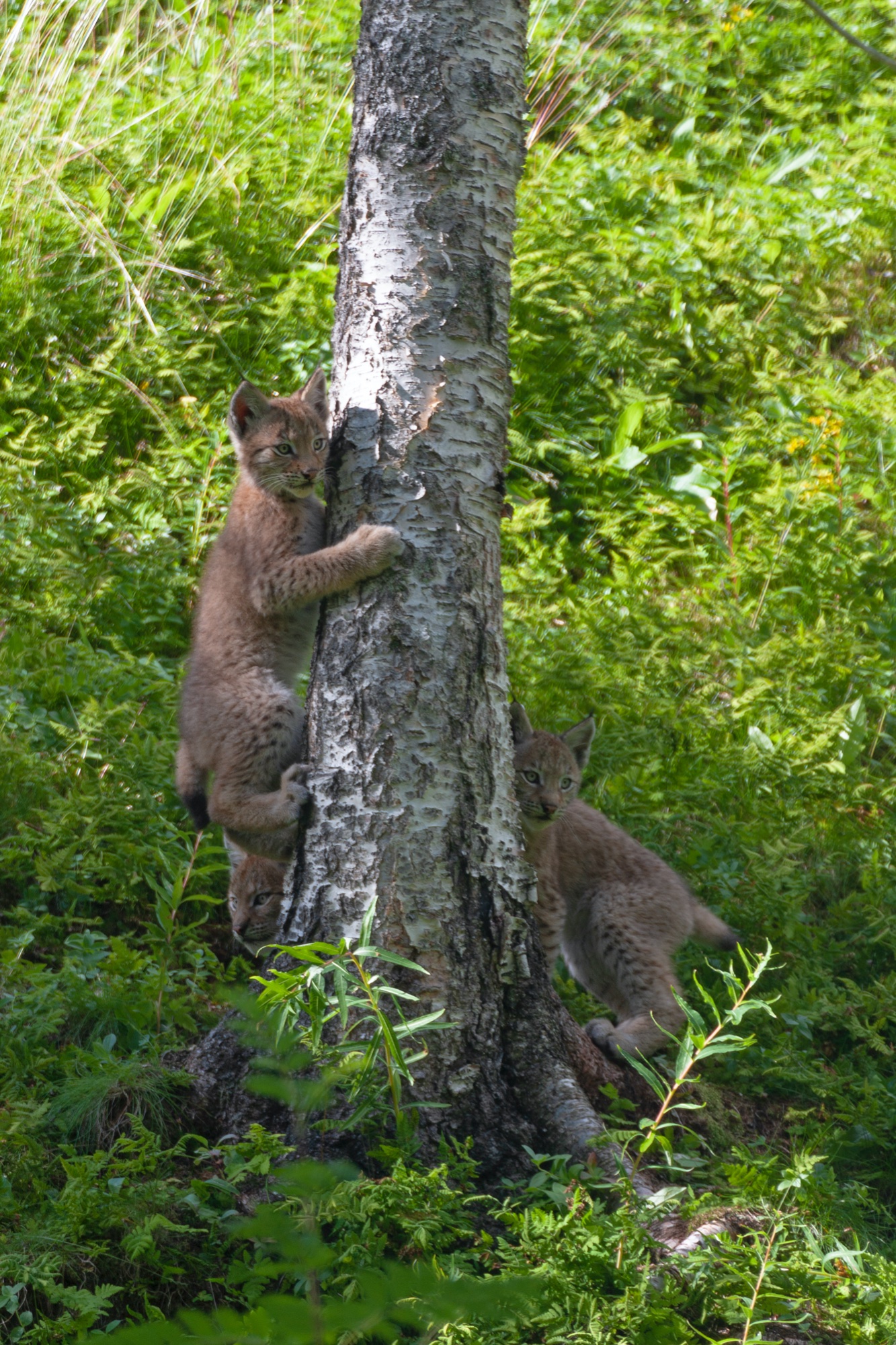 Junge Luchse im Polar Park