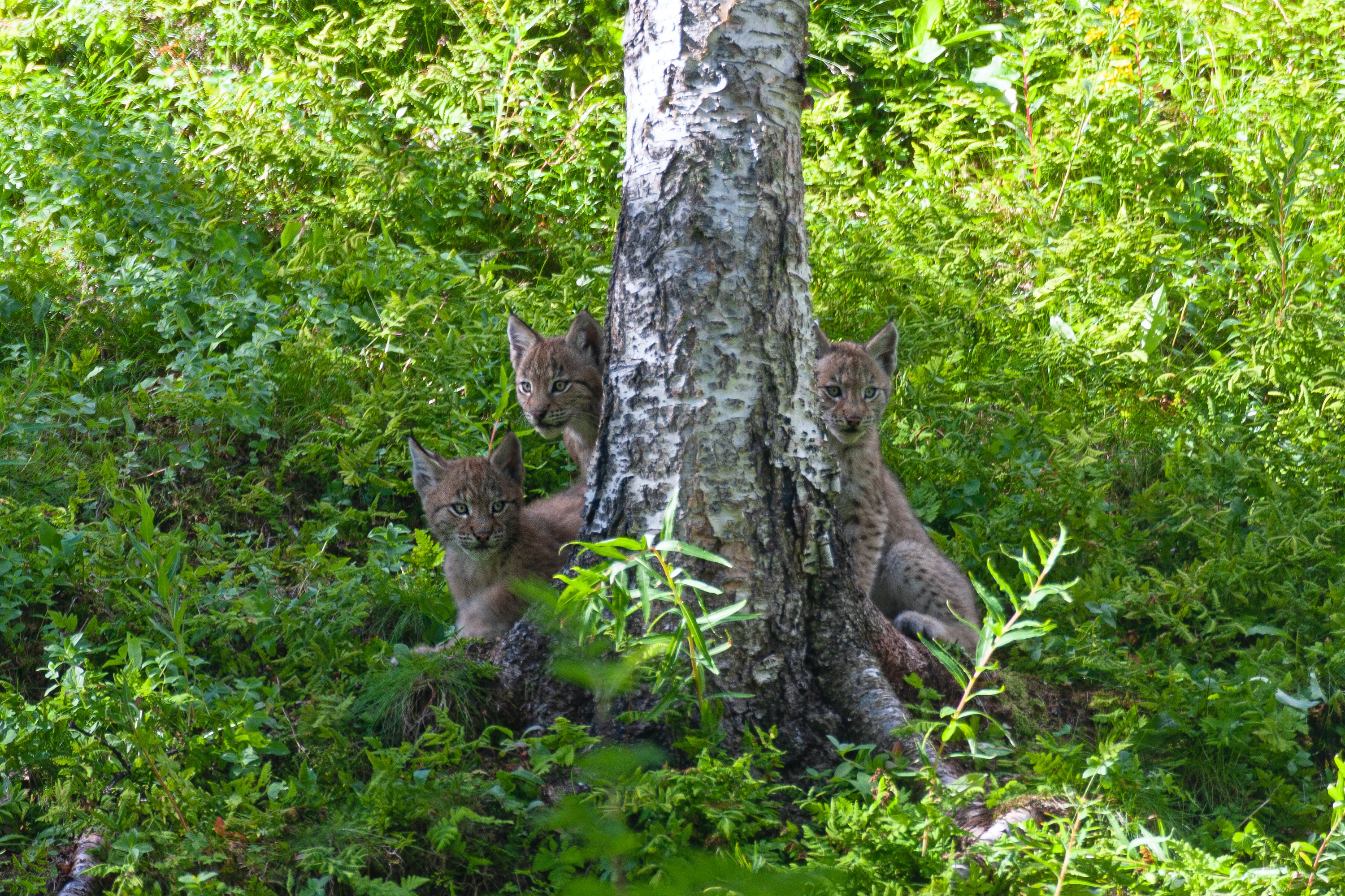 Junge Luchse im Polar Park