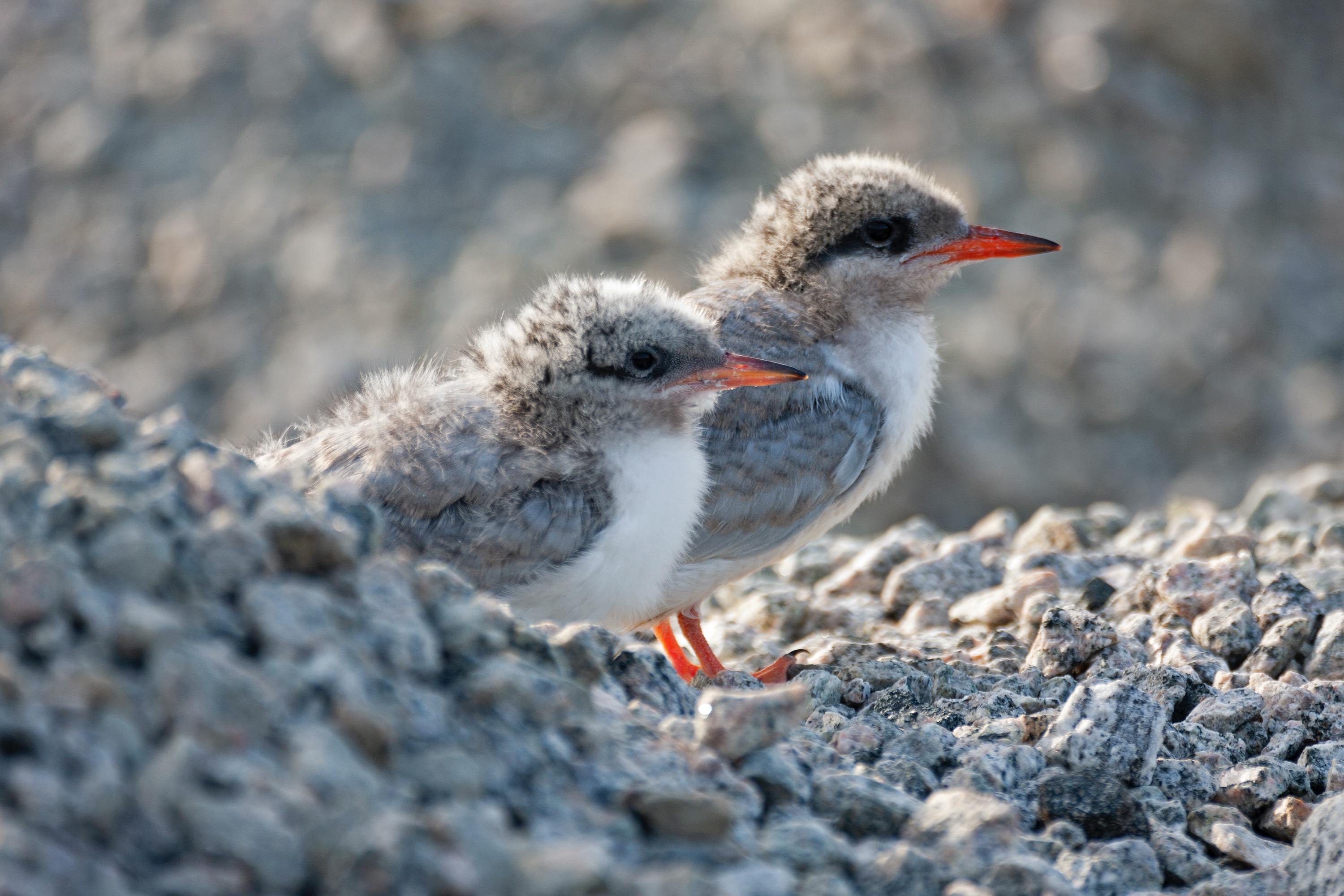 Junge Küstenseeschwalben