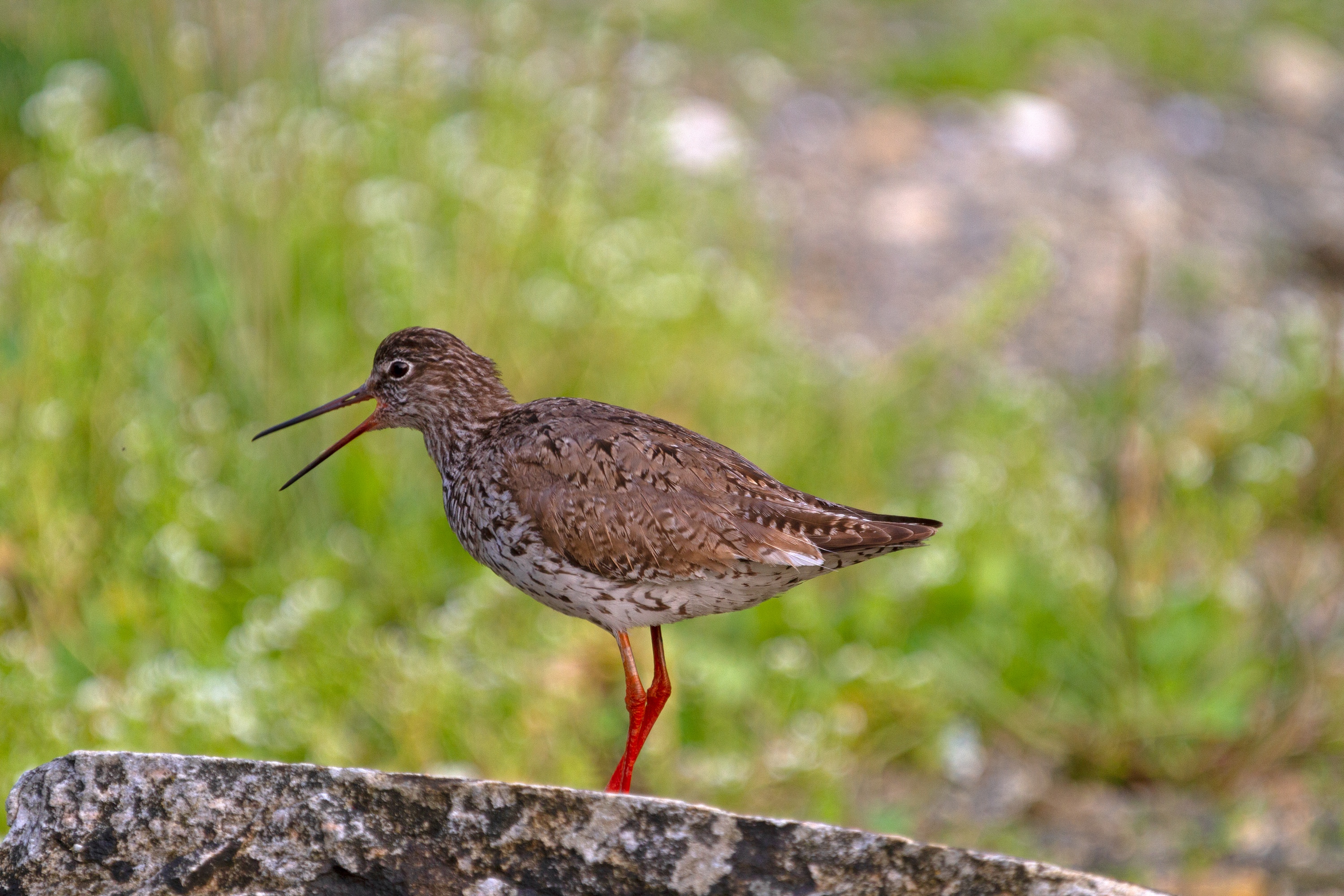 dunkler Wasserläufer