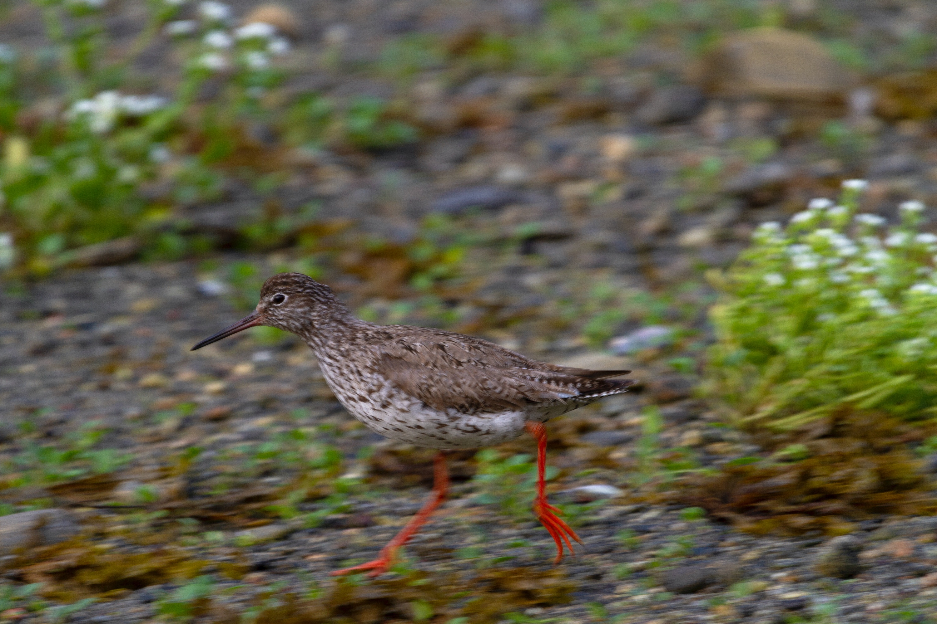 dunkler Wasserläufer