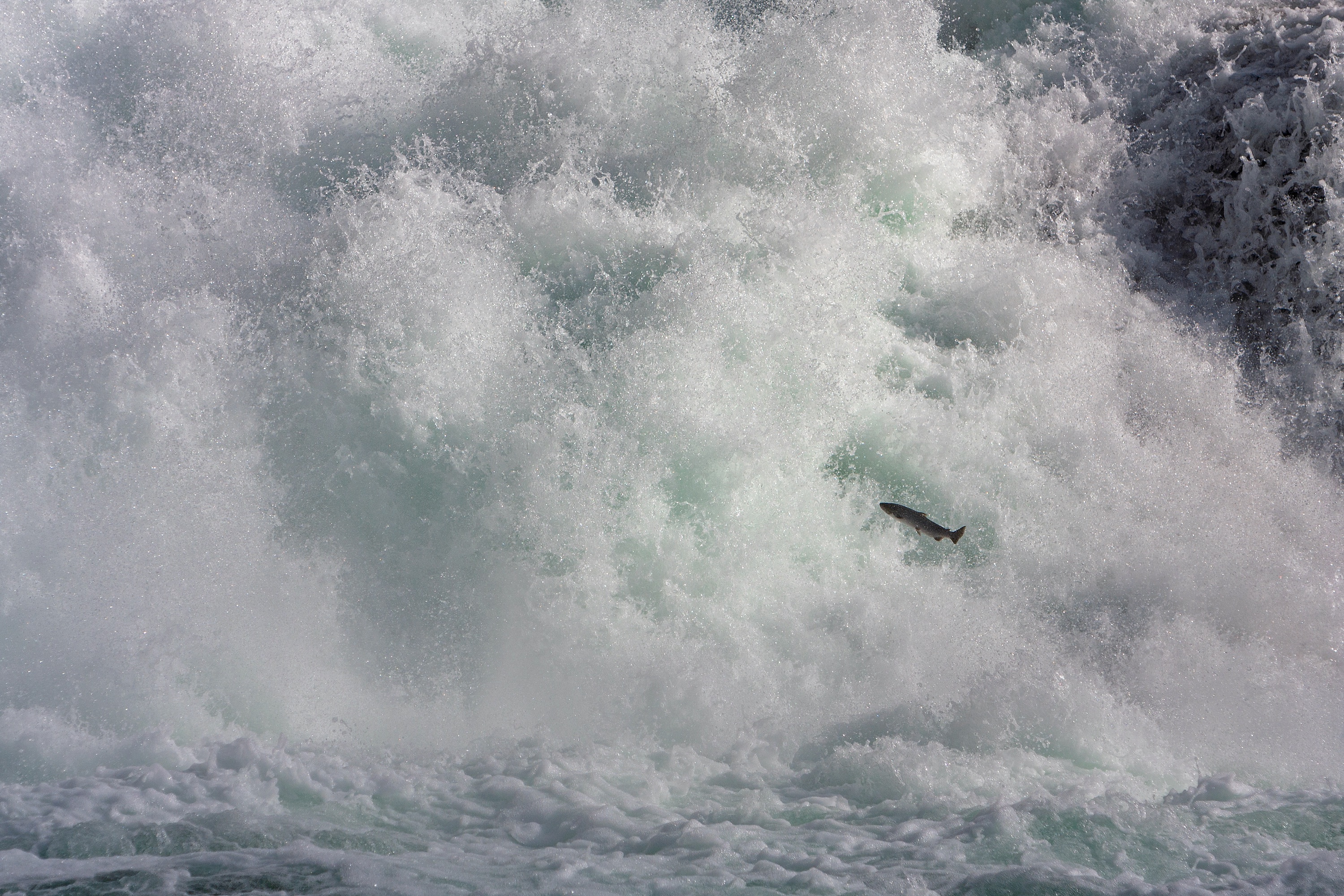 Lachswanderung am Laksfossen