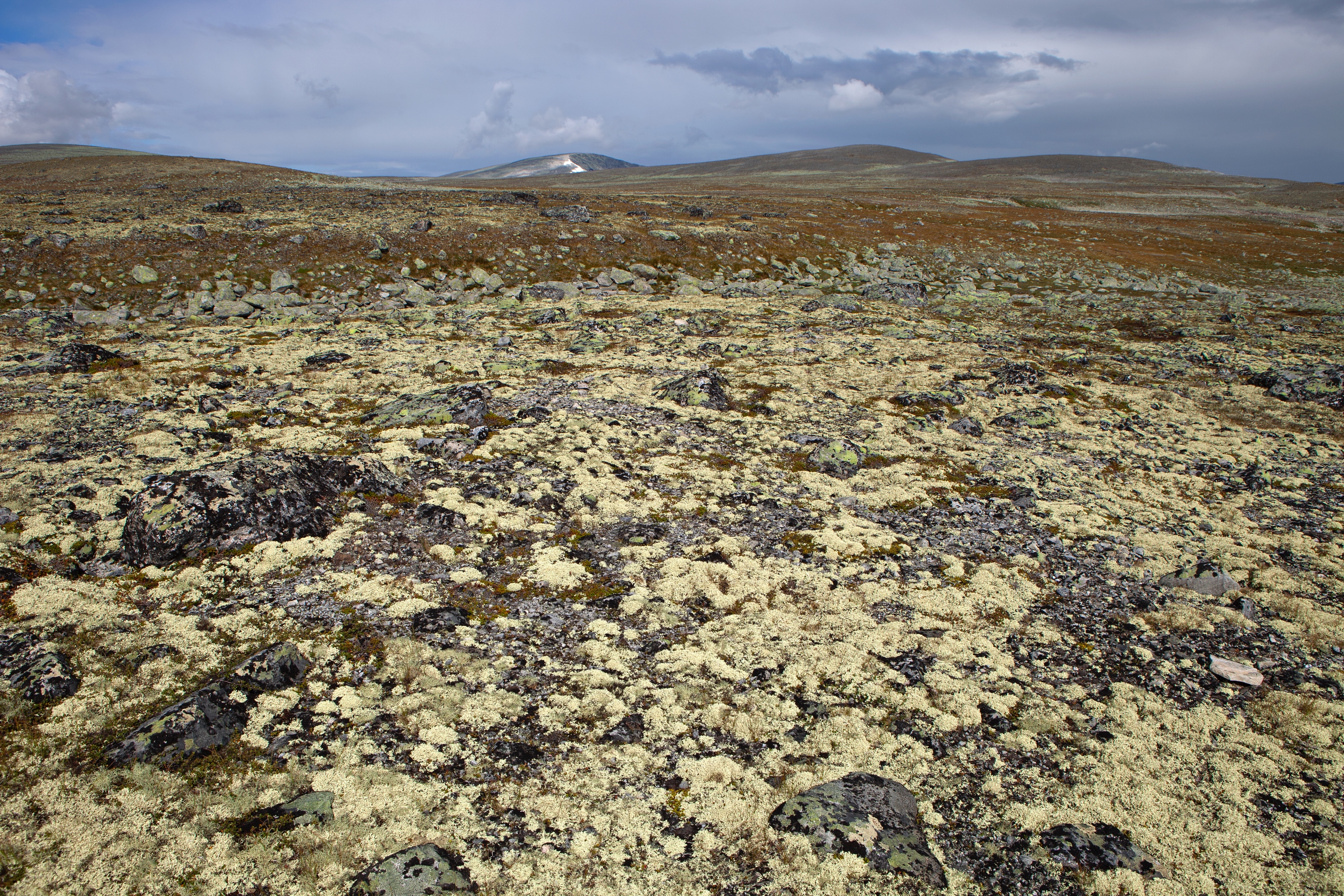 Dovrefjell