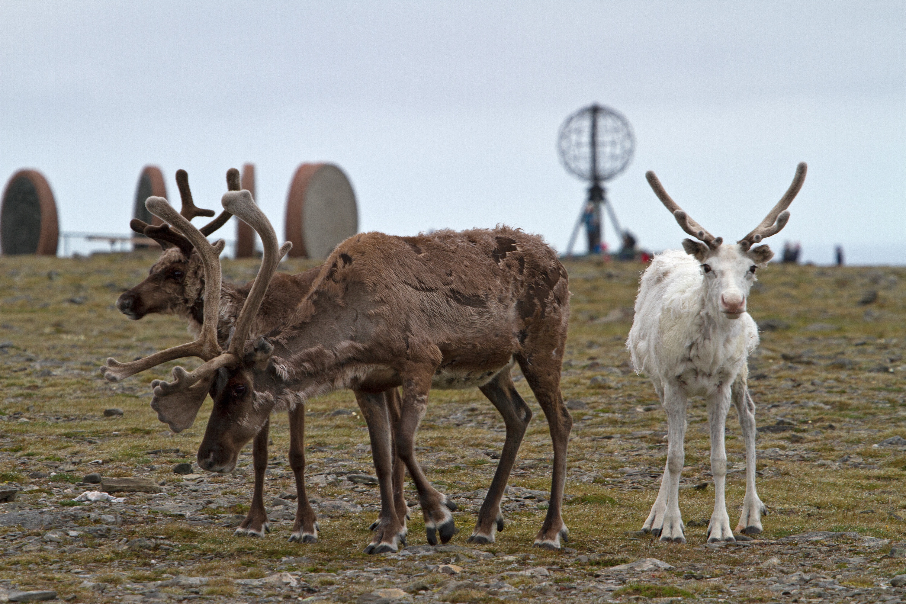 Rentiere am Nordkap
