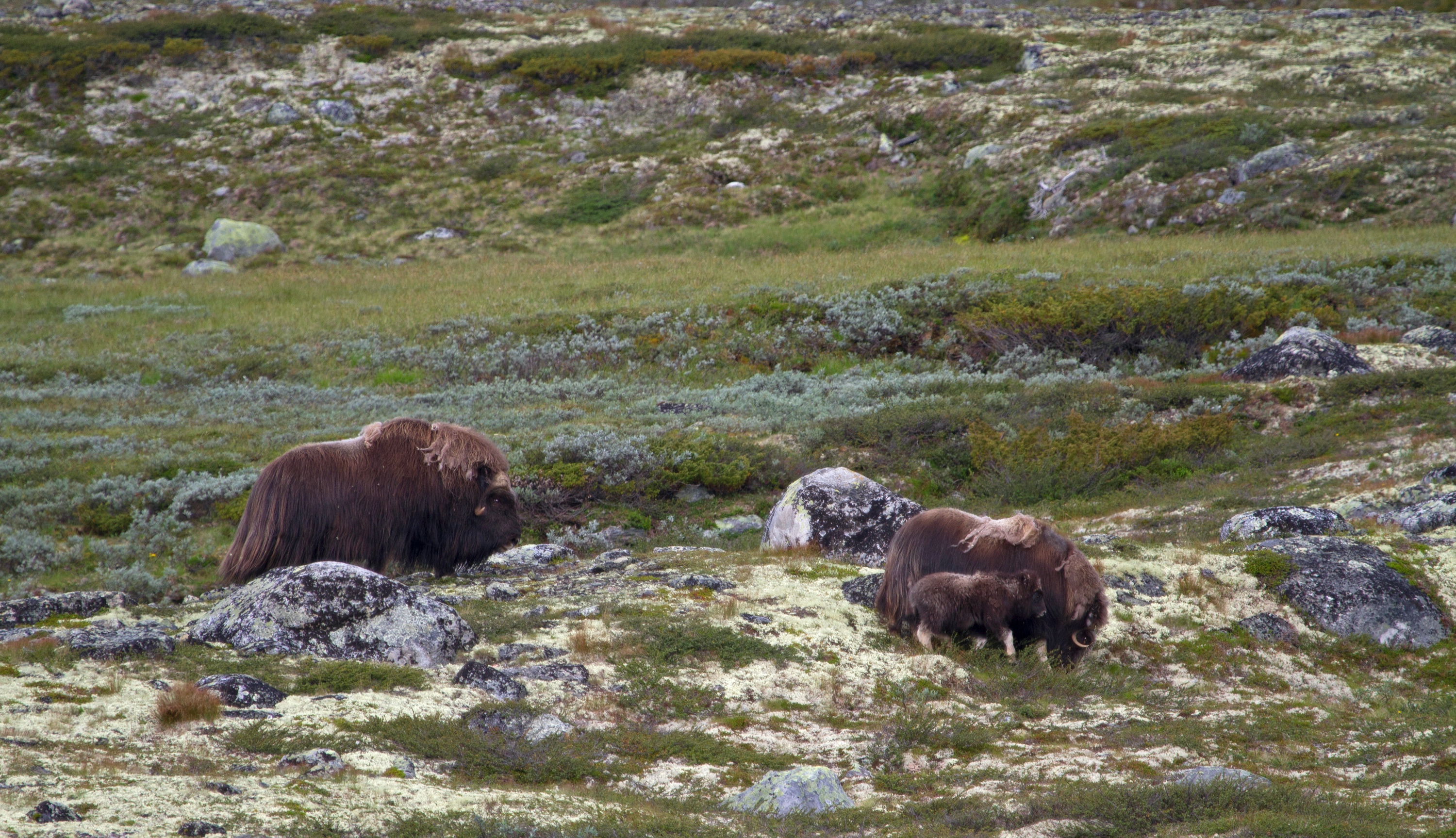 Moschusochsen, Dovrefjell