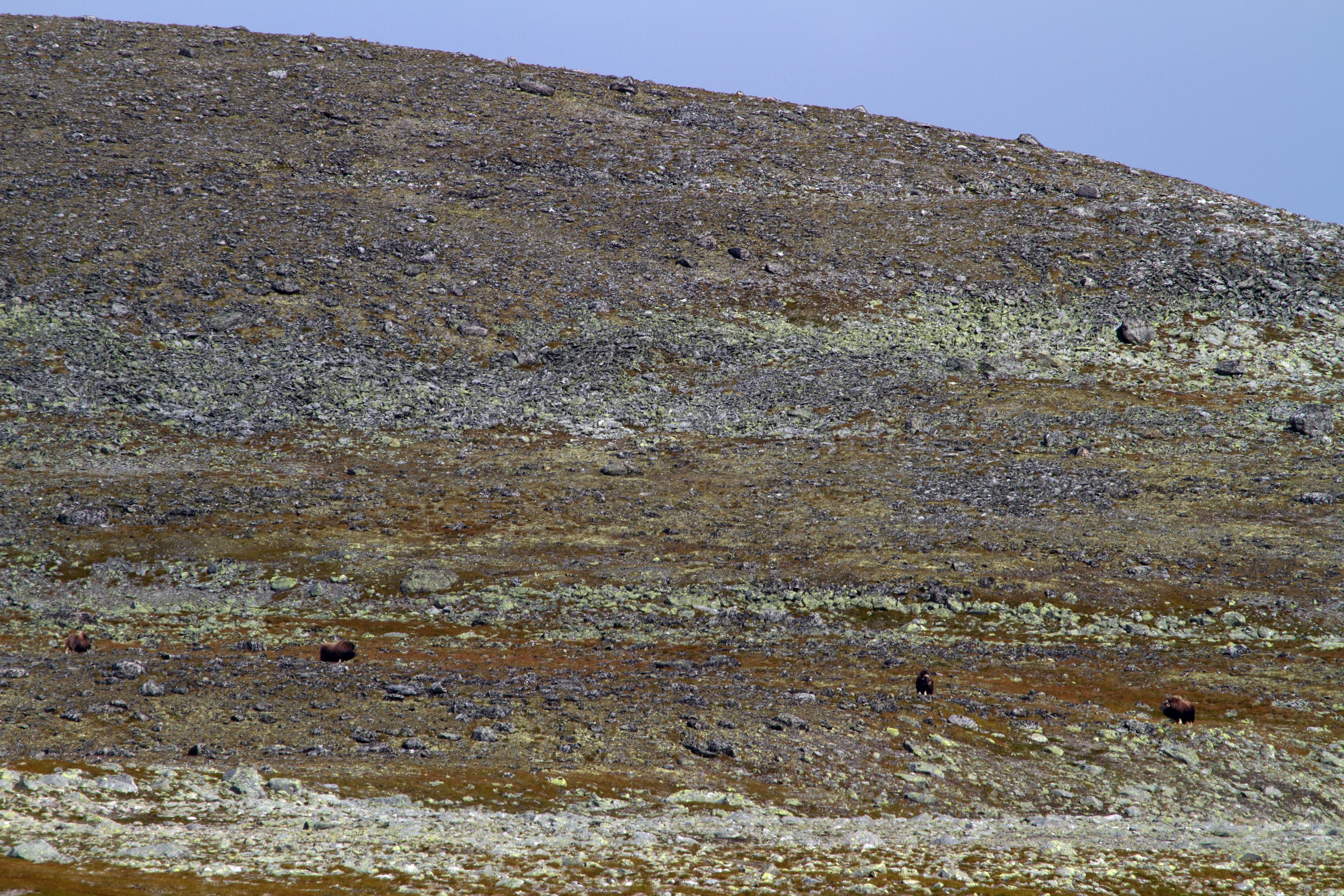 Moschusochsen im Dovrefjell-Nationalpark