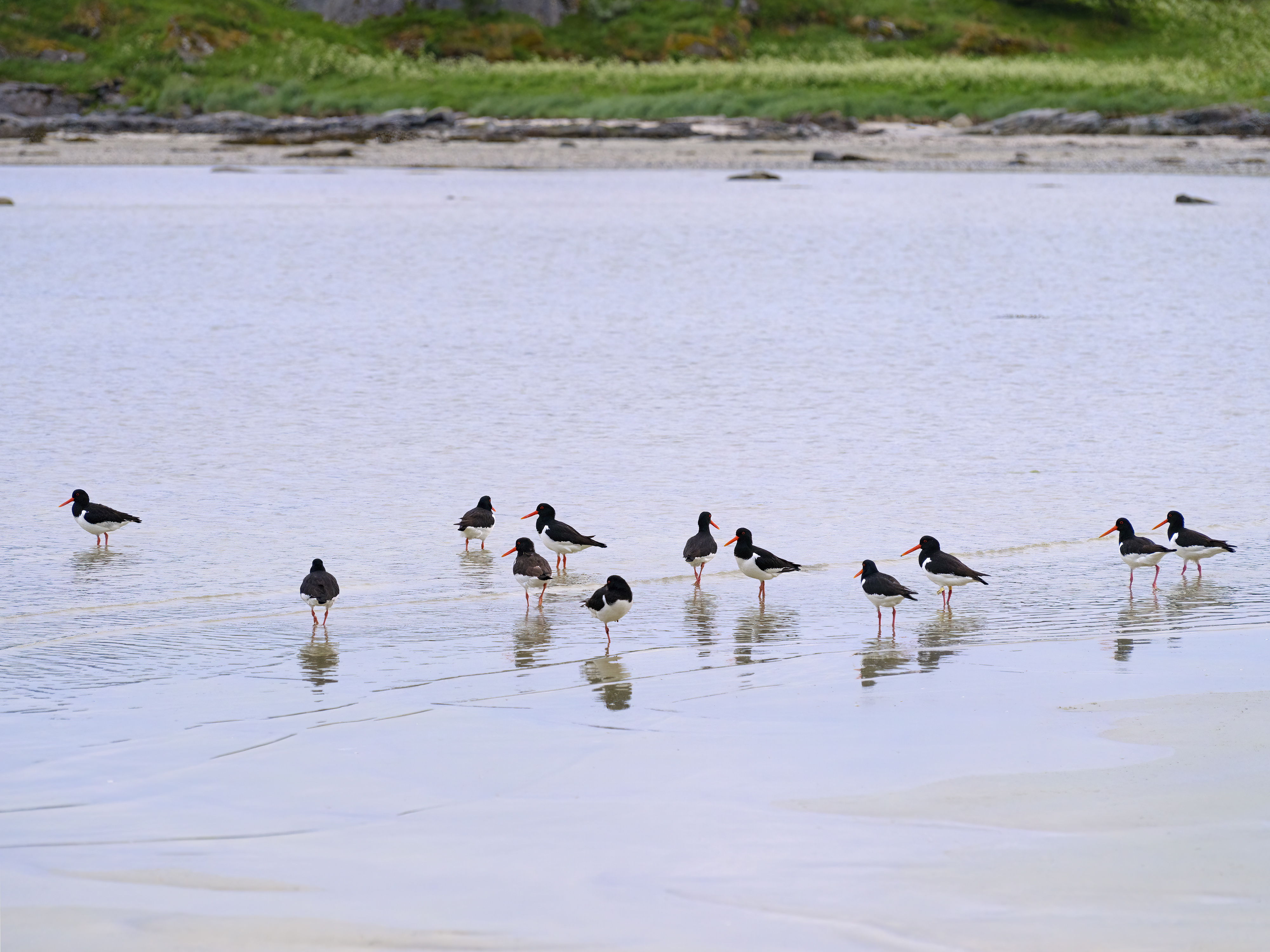 Austernfischer auf den Lofoten