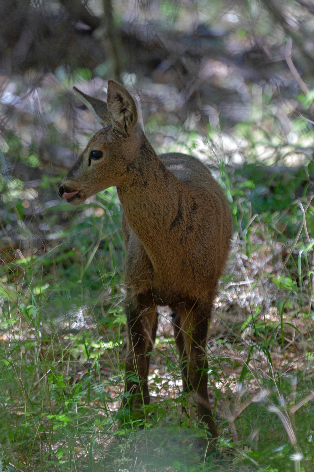 Huemul, Südandenhirsch