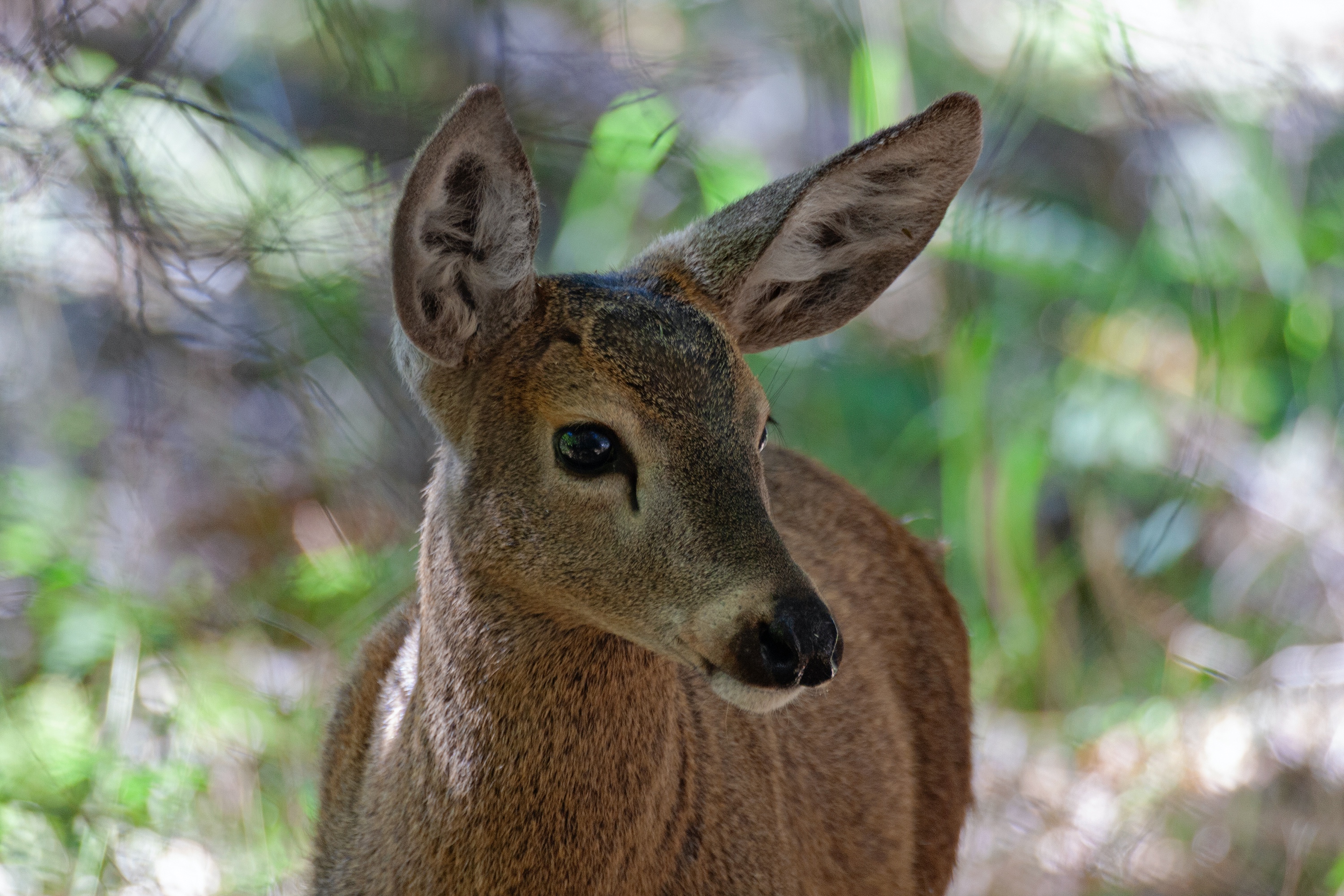 Huemul, Südandenhirsch