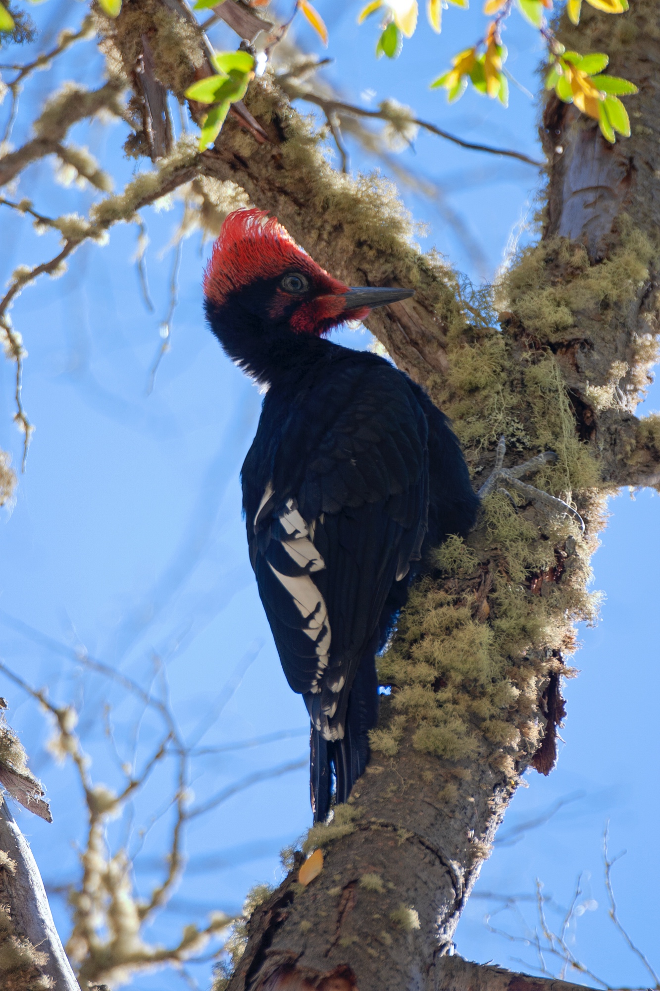 männlicher Magellanspecht