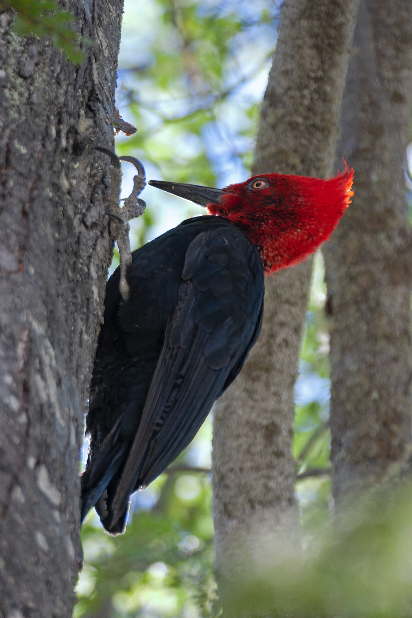 männlicher Magellanspecht