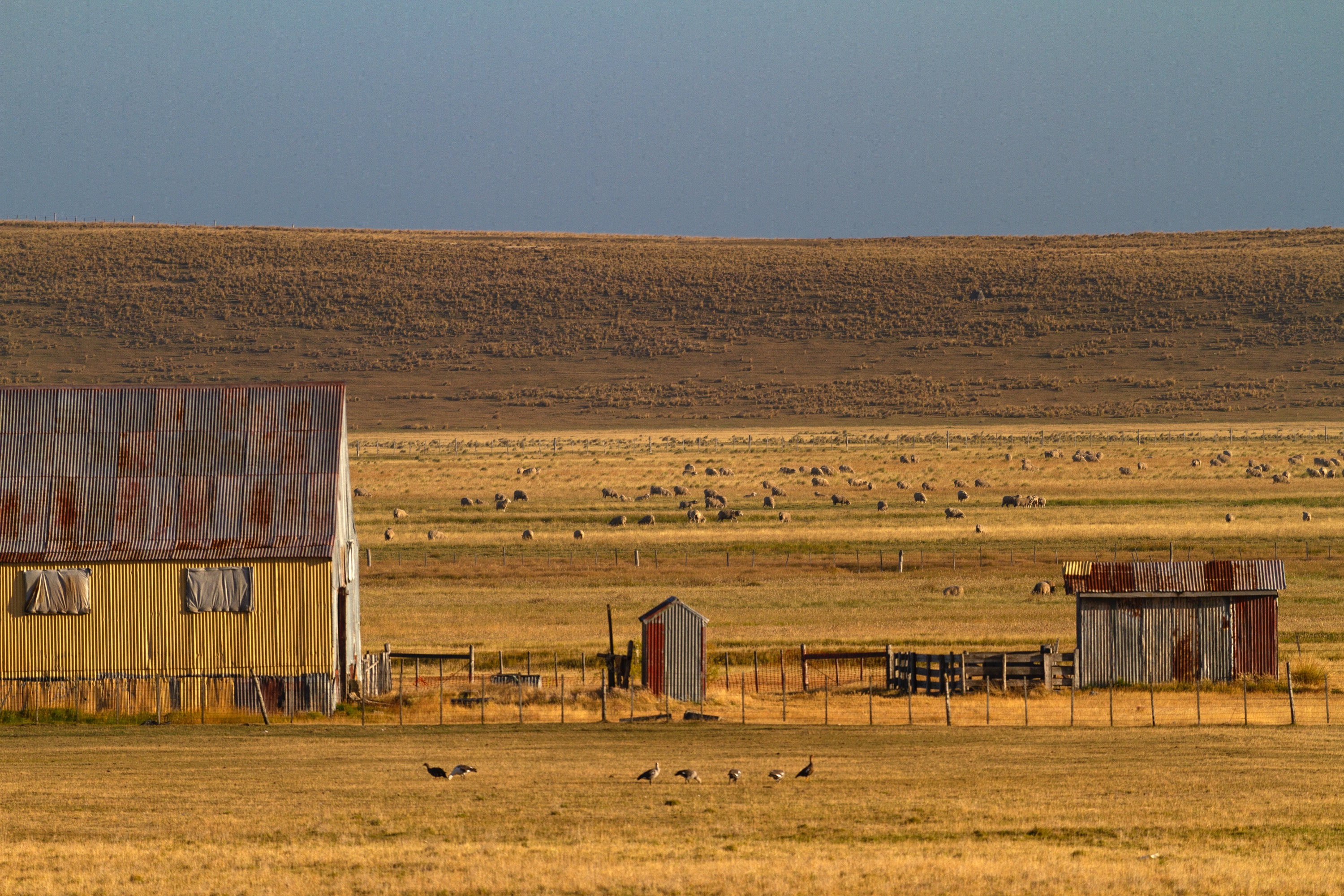 Schaffarm auf Feuerland