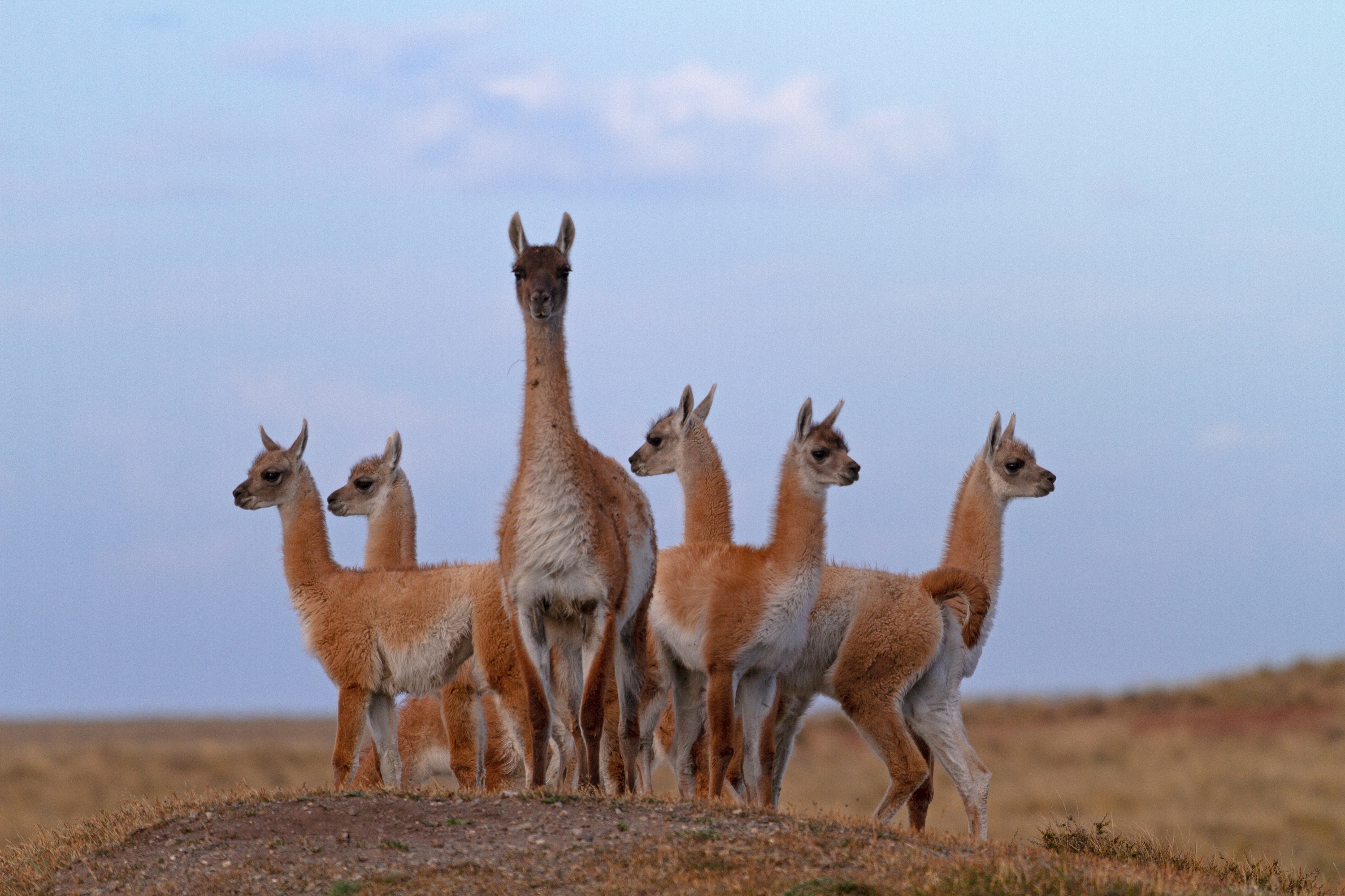 Vicuñas