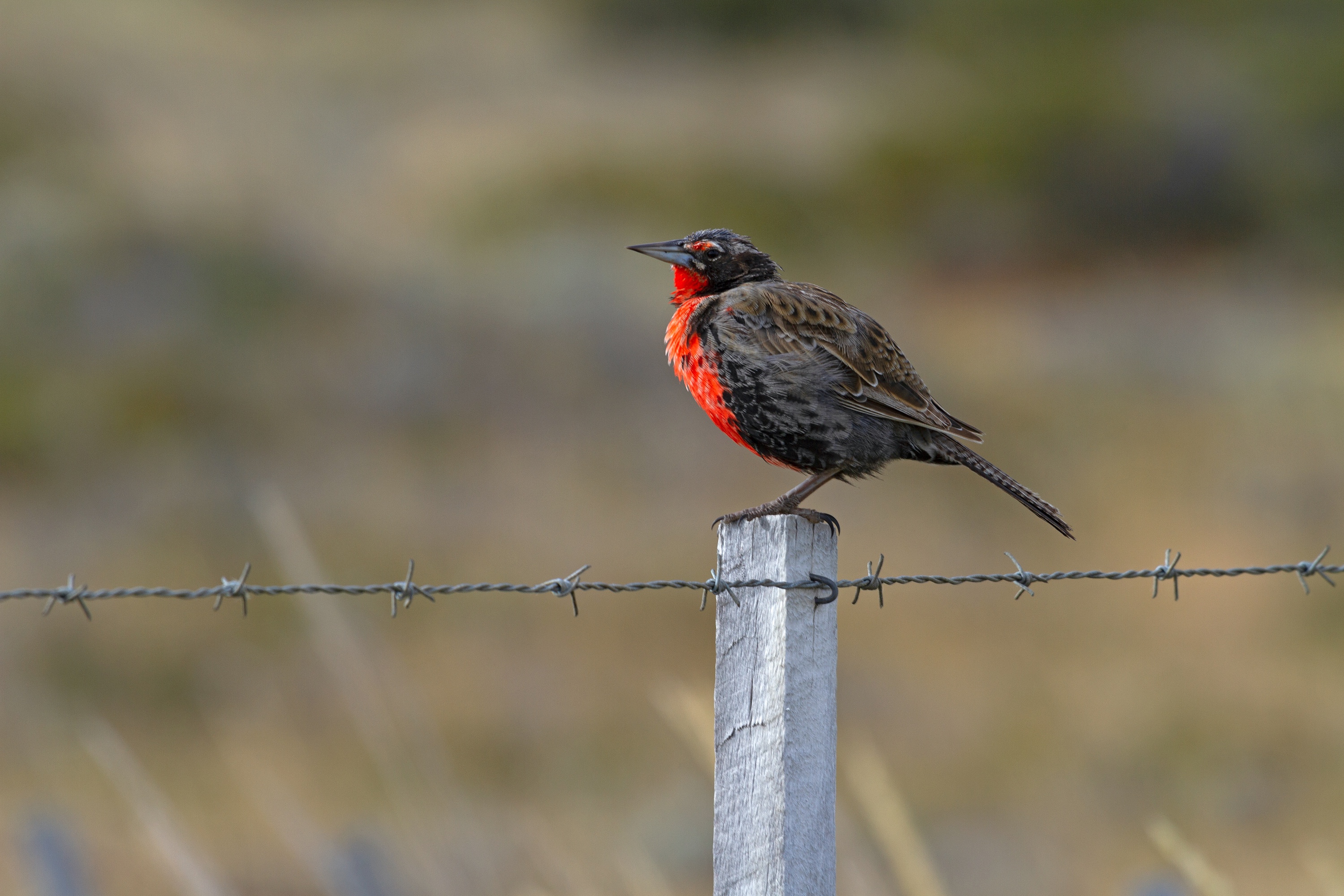prächtiges Rot, Langschwanzstärling