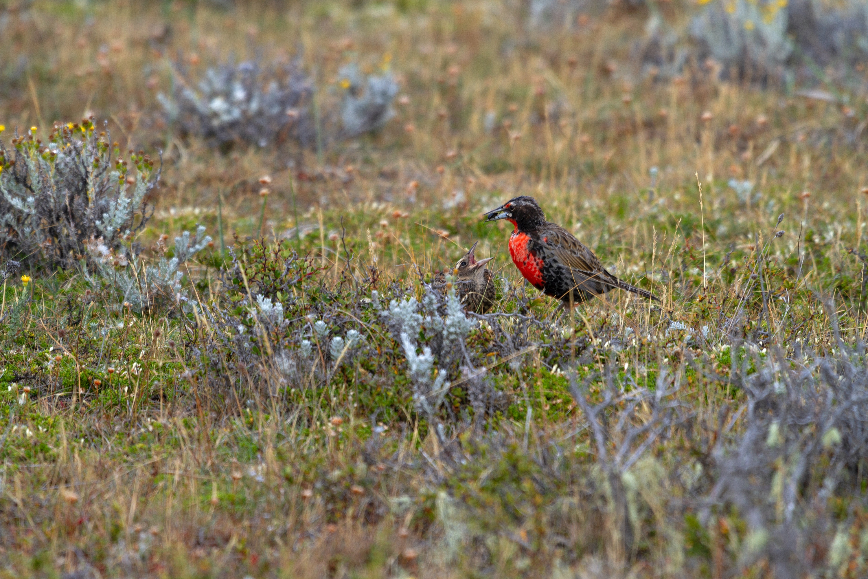 Fütterung, Langschwanzstärling, Feuerland (Tierra del Fuego), Chile