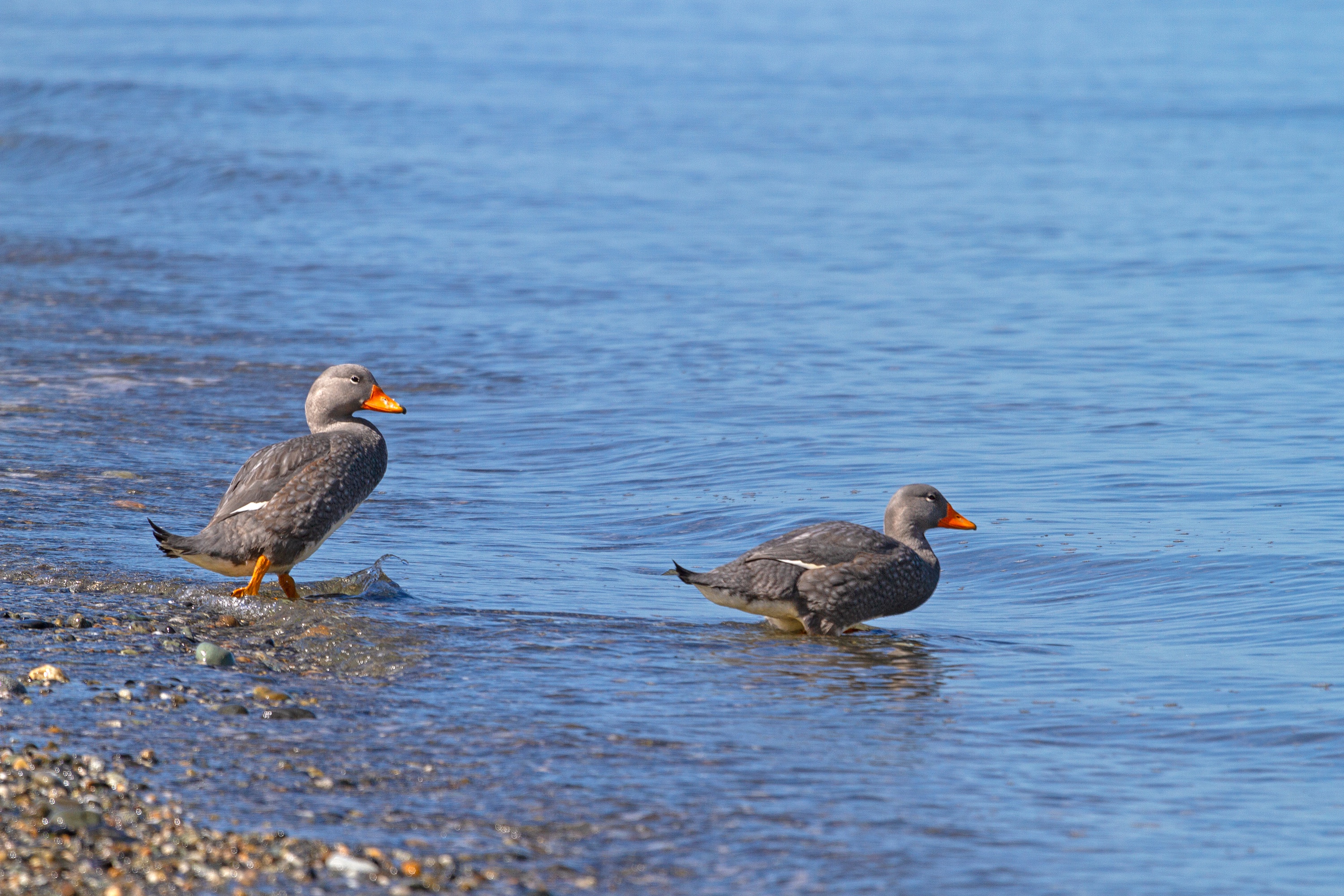 Die flugunfähige Magellan-Dampfschiffente