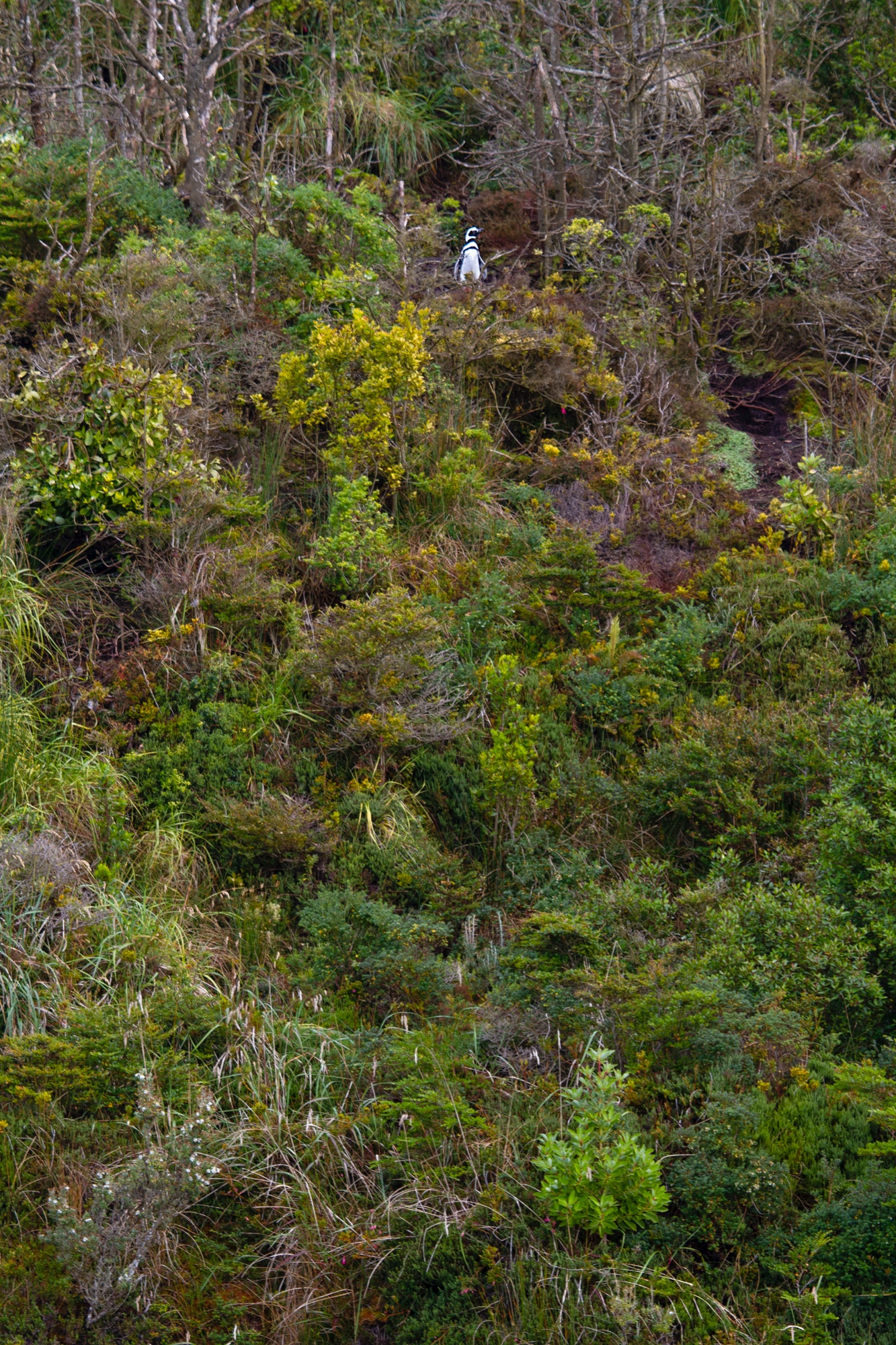 Magellan Pinguin auf abwegen