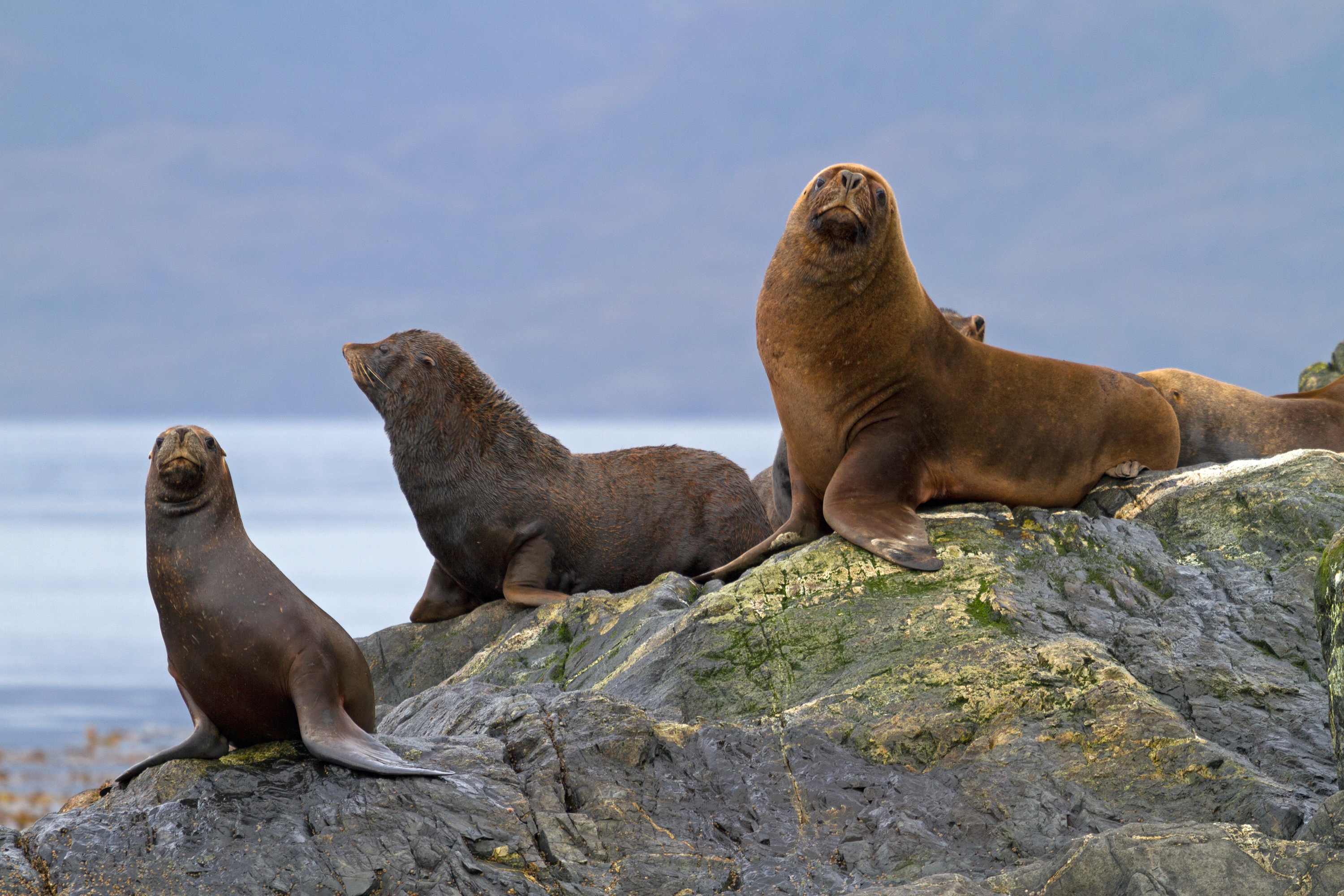 Robben in der Magellan Straße, Chile
