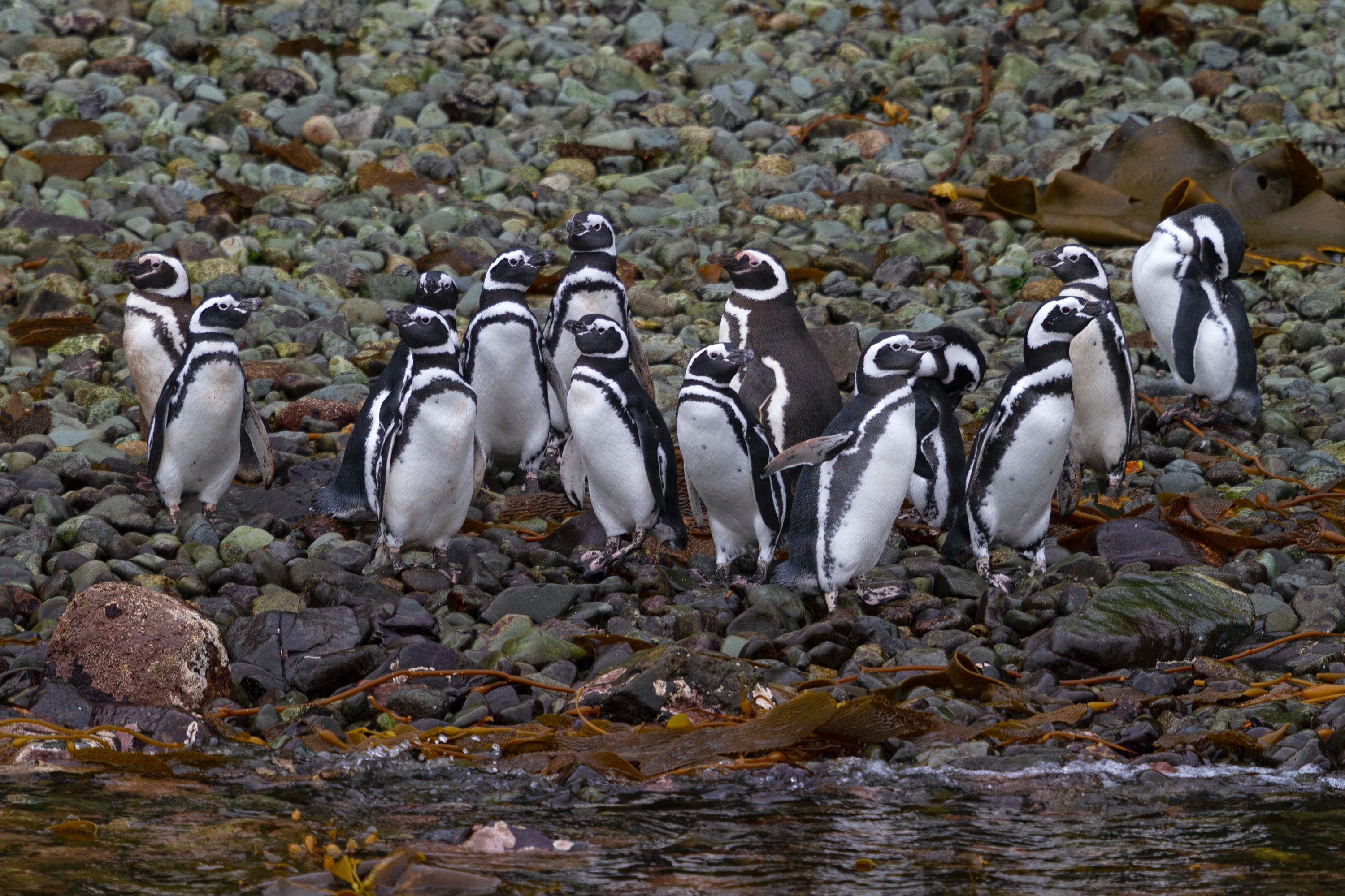 Magellan Pinguine in der Magellan Straße, Südchile