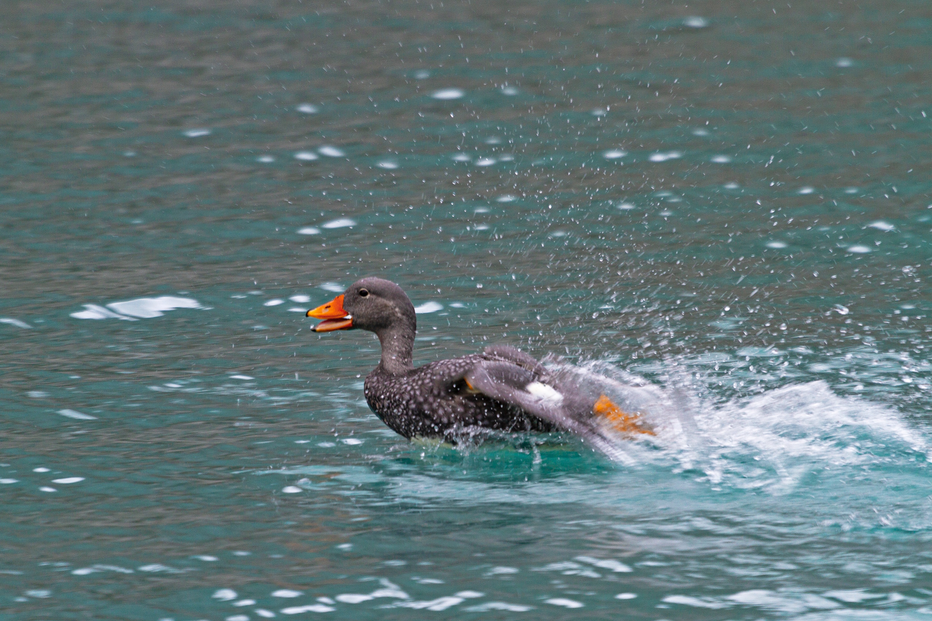 Die flugunfähige Magellan-Dampfschiffente