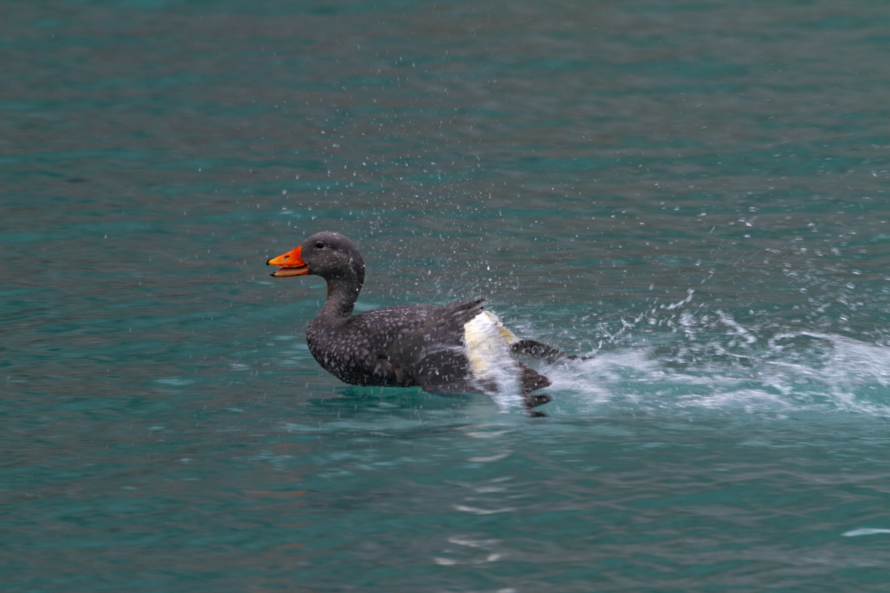Magellan Dampfschiffente