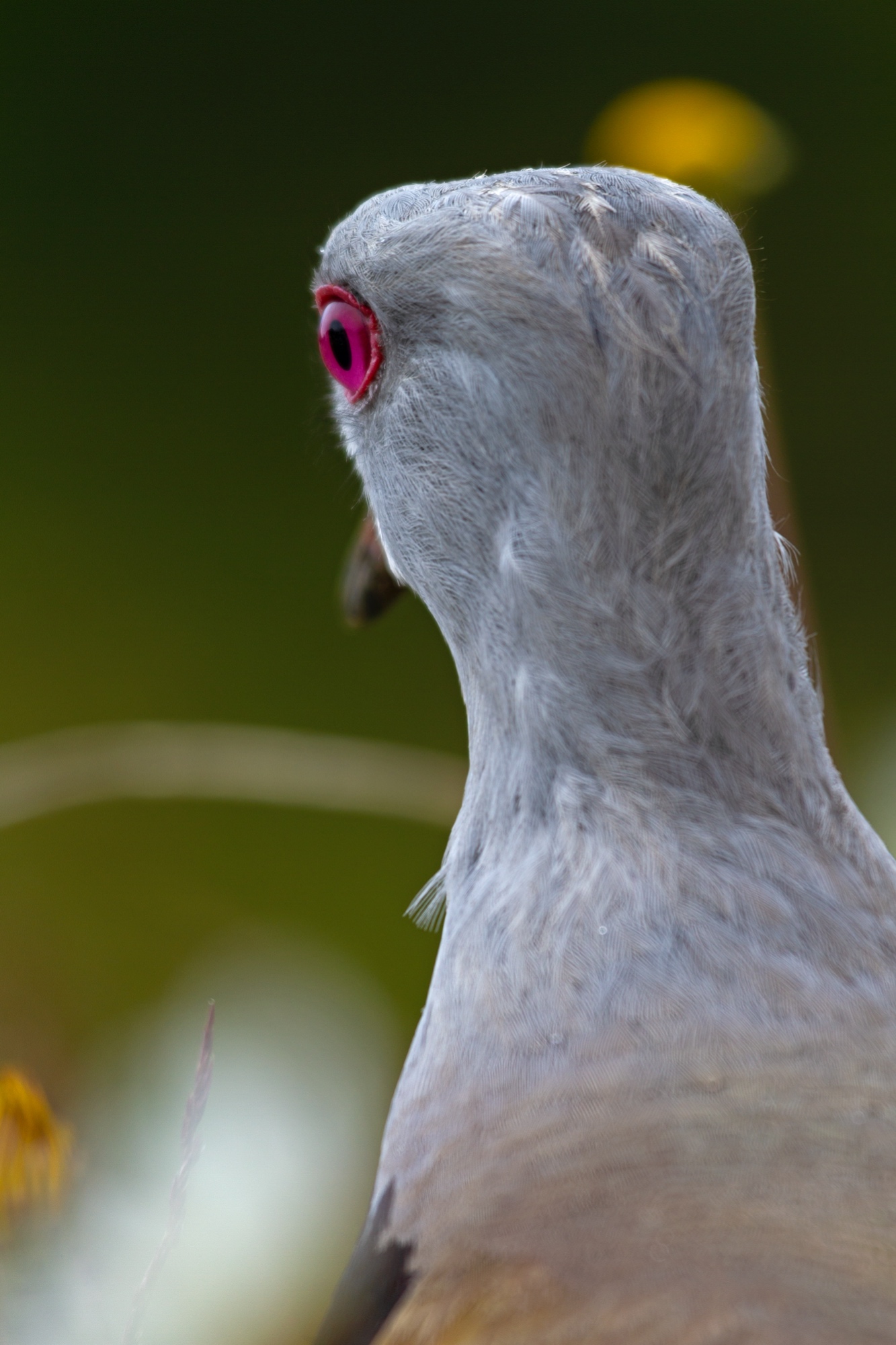 Diese Augen! Bronzekiebitz