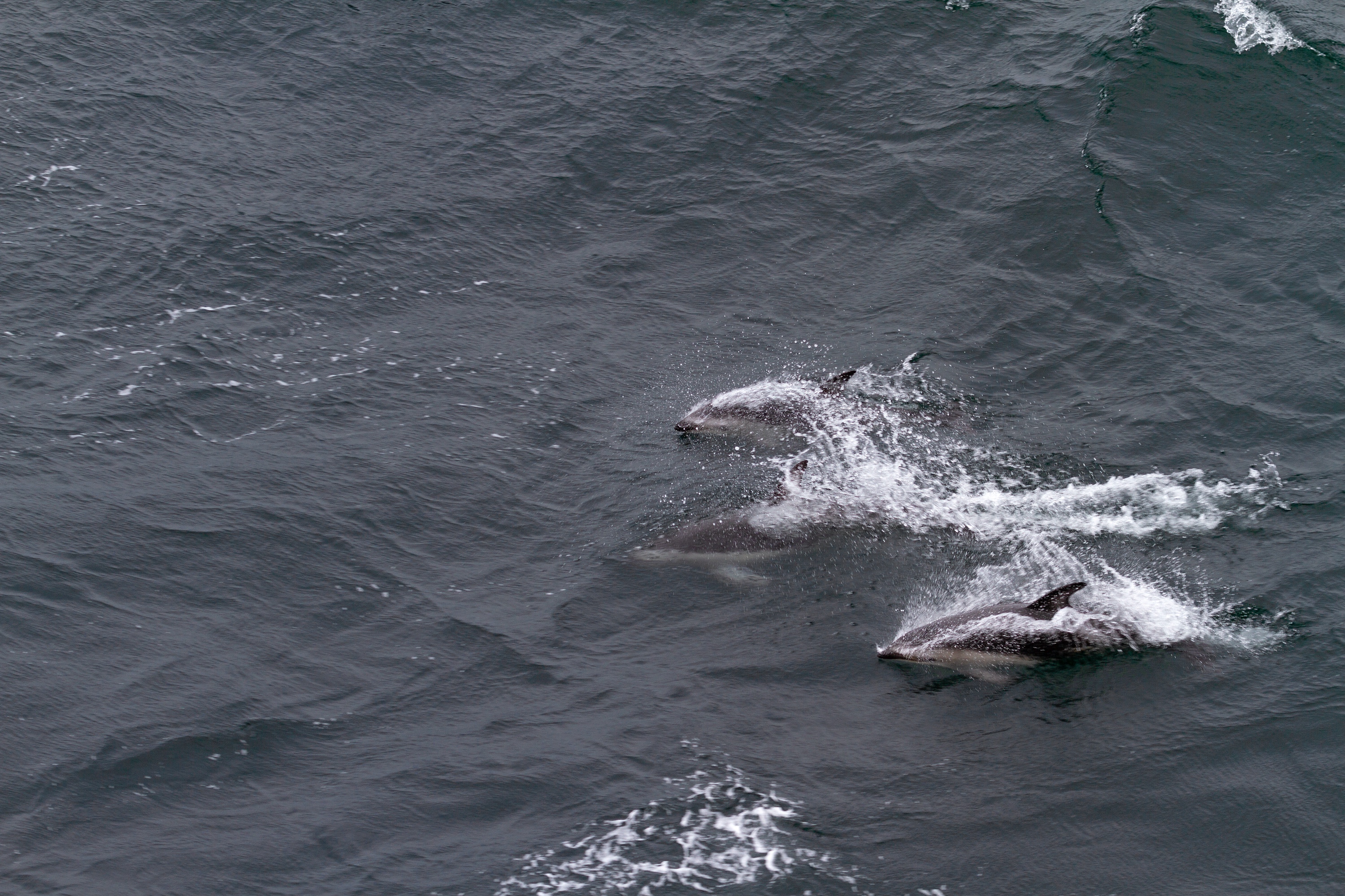 Delfine begleiten die Navimag-Fähre