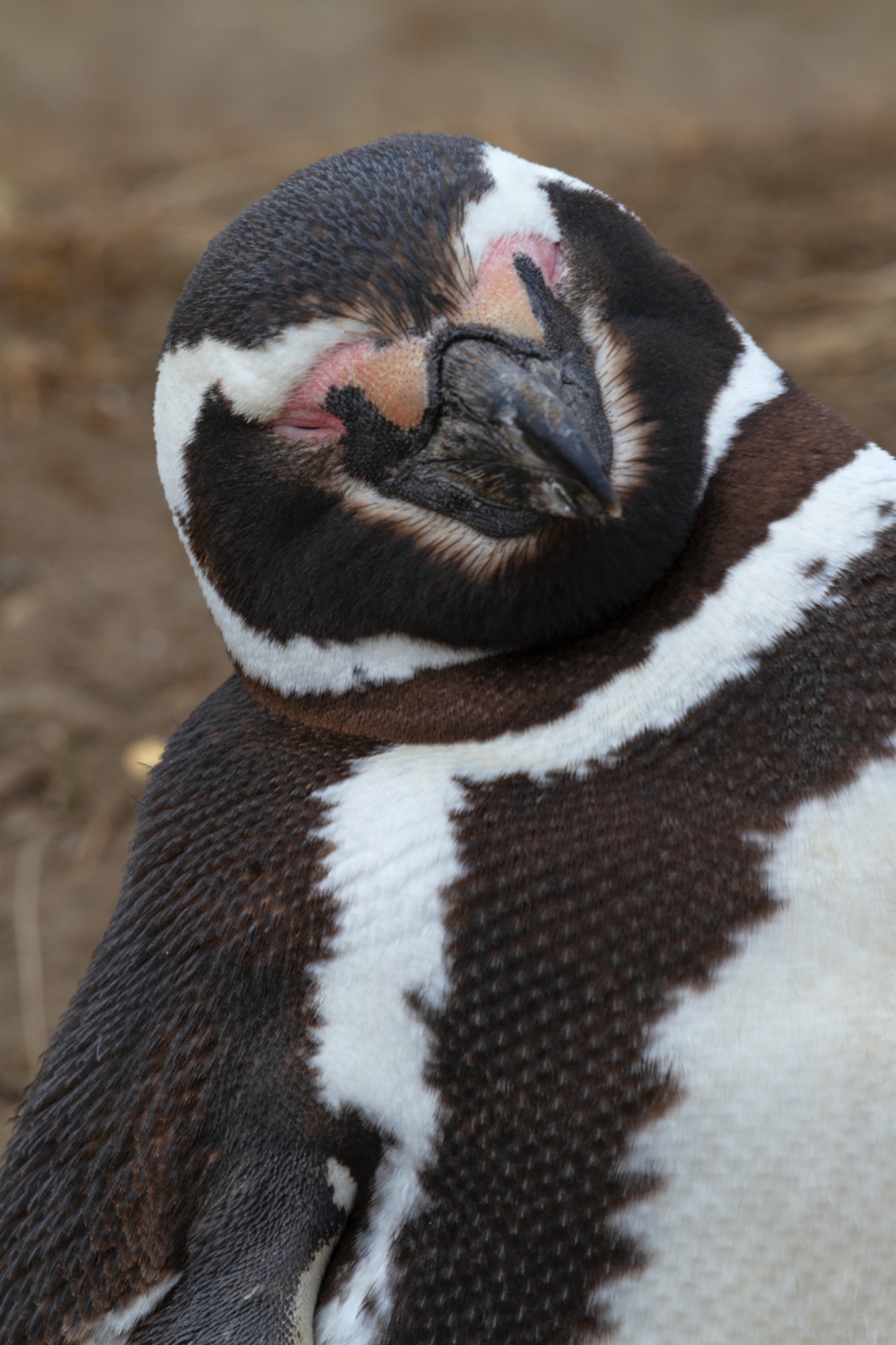 Magellan Pinguin