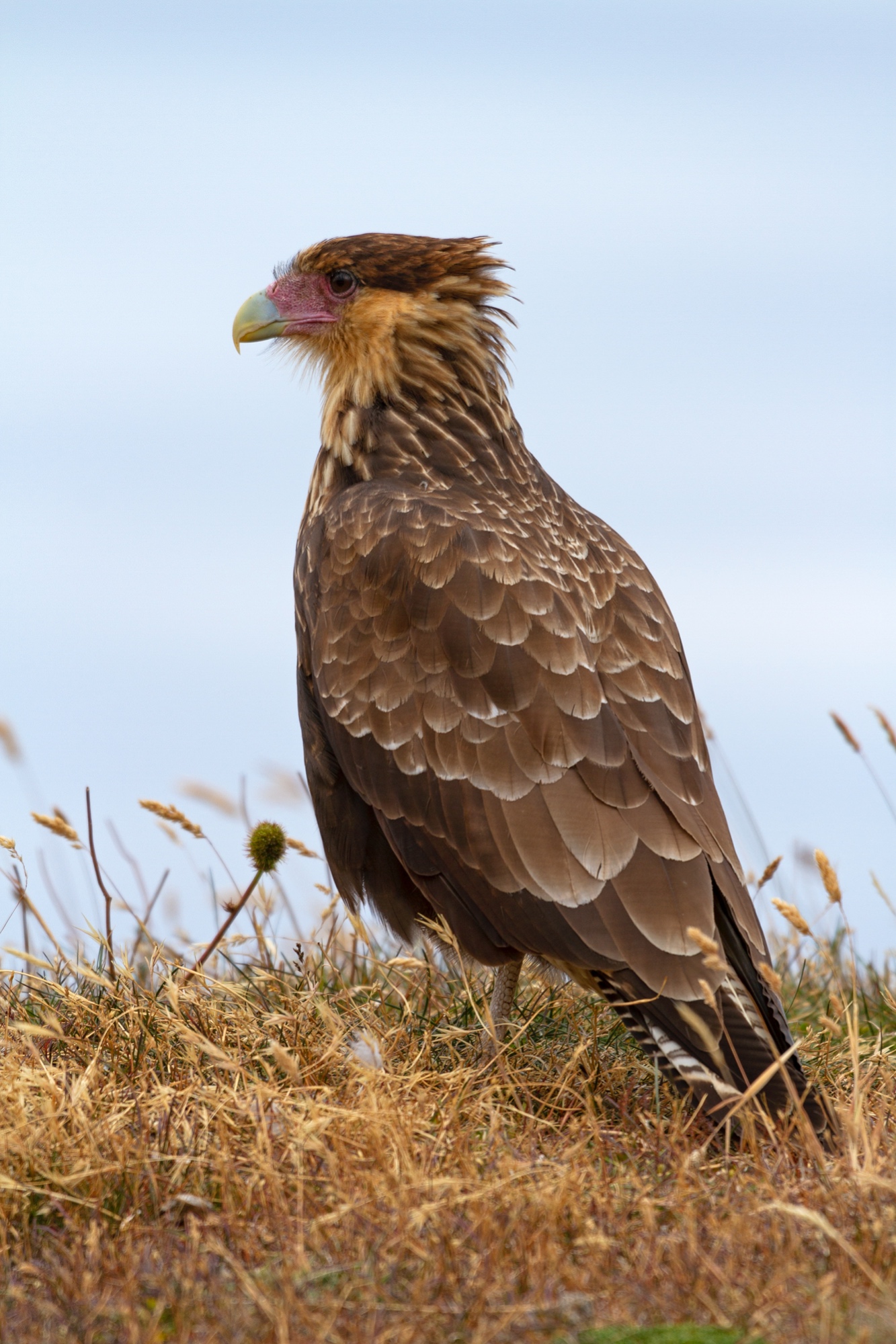 Karakara (Geierfalke)
