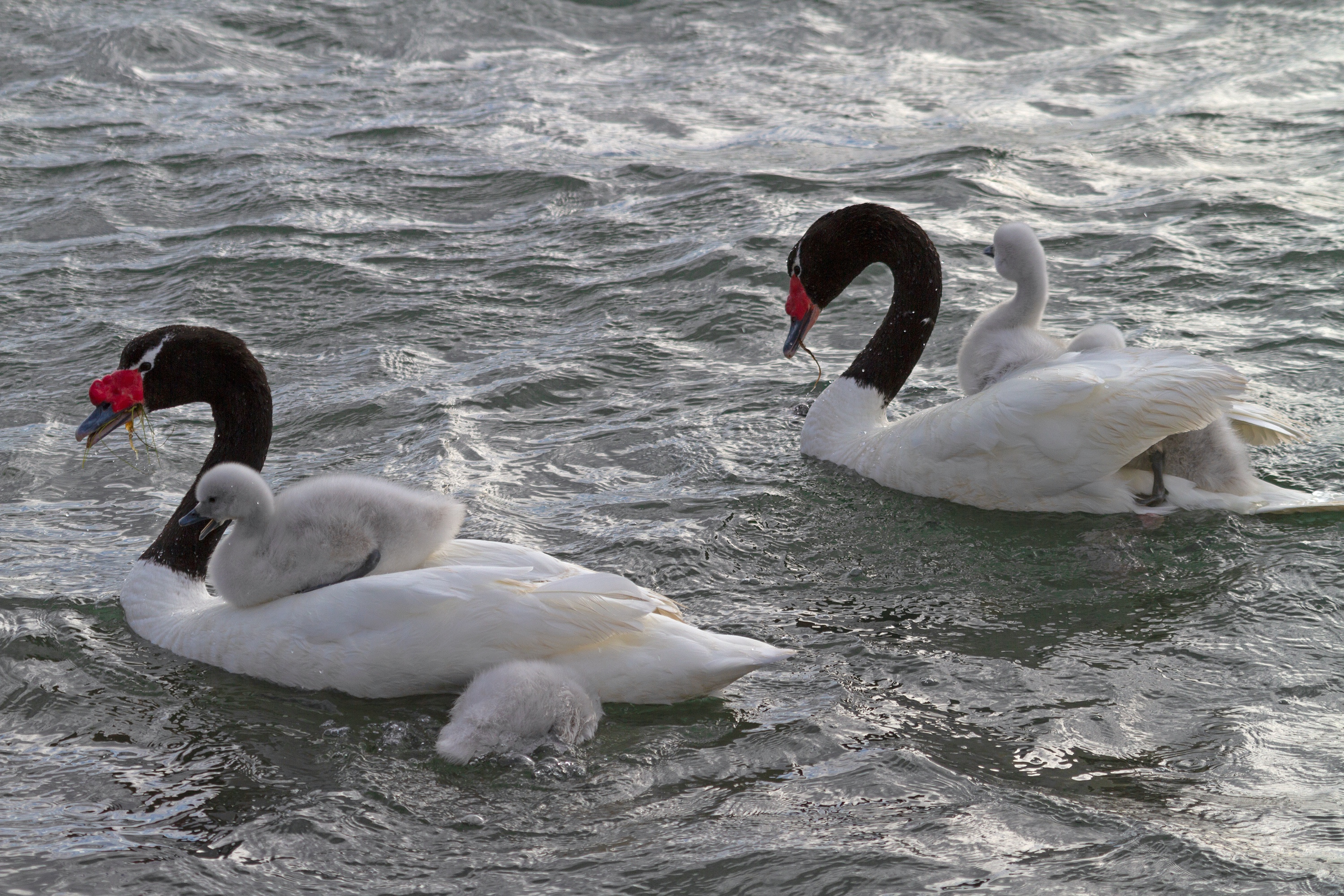 Schwarzhalsschwäne mit Jungtieren